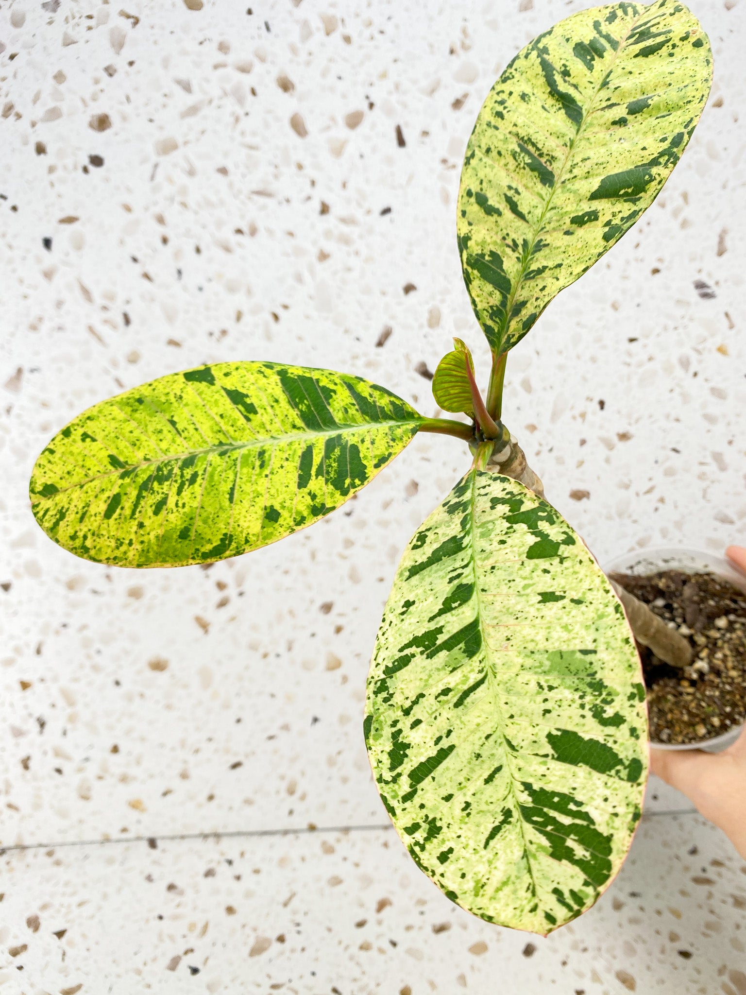 Plumeria Maya Variegated 4 leaves