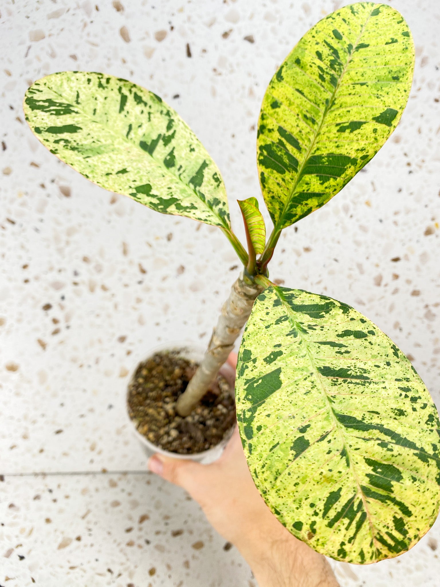 Plumeria Maya Variegated 4 leaves
