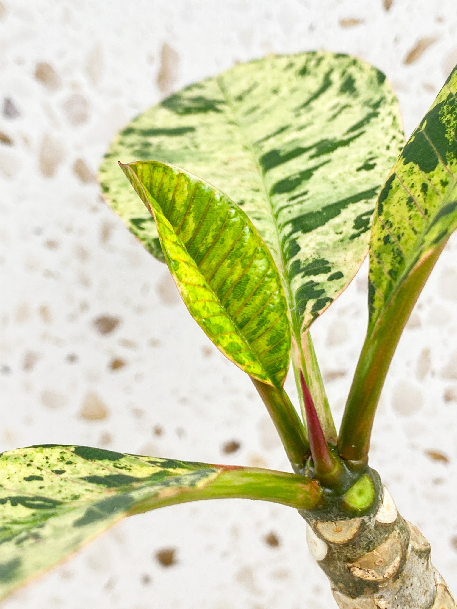 Plumeria Maya Variegated 4 leaves