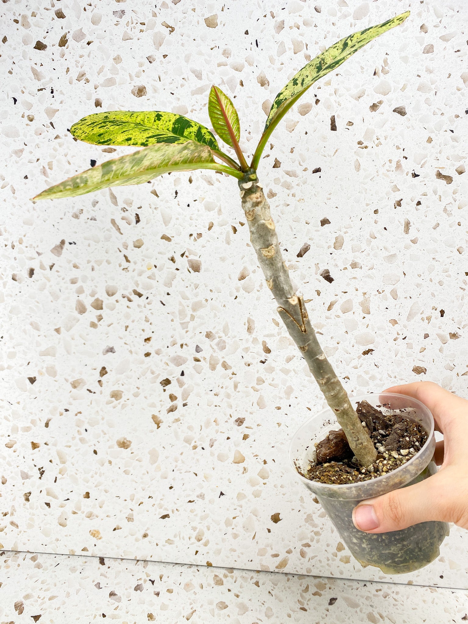 Plumeria Maya Variegated 4 leaves