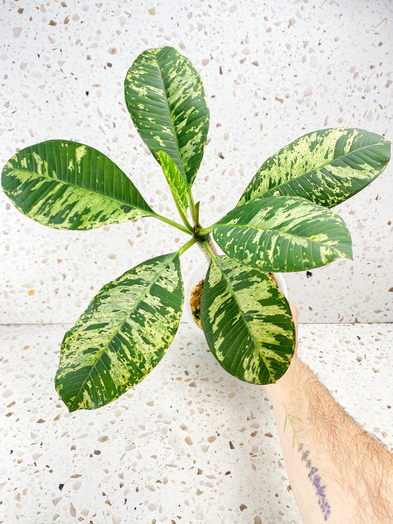 Plumeria Maya Variegated 7 leaves