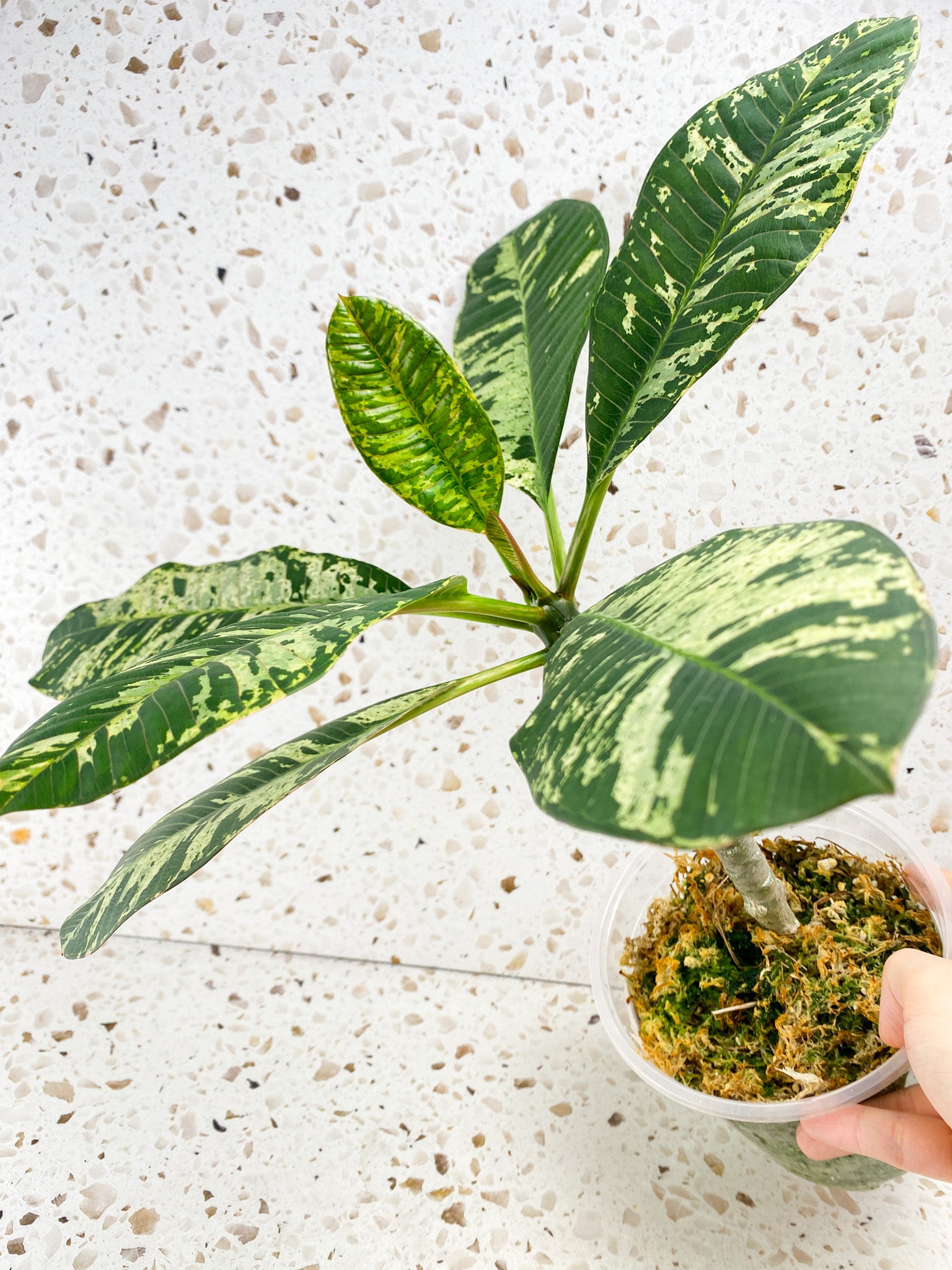 Plumeria Maya Variegated 7 leaves