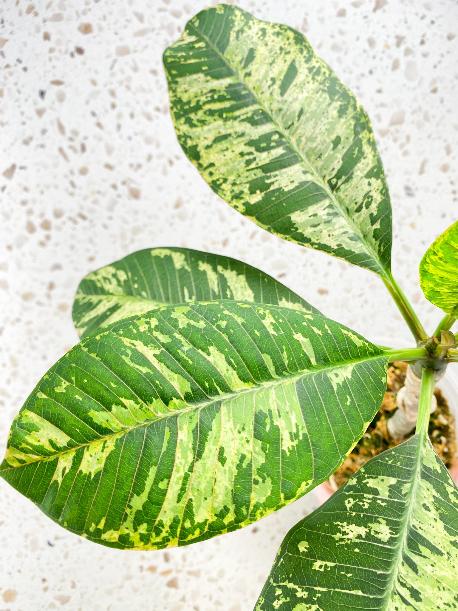 Plumeria Maya Variegated 7 leaves