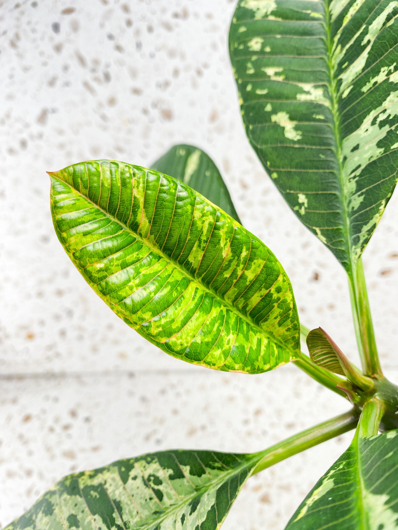 Plumeria Maya Variegated 7 leaves