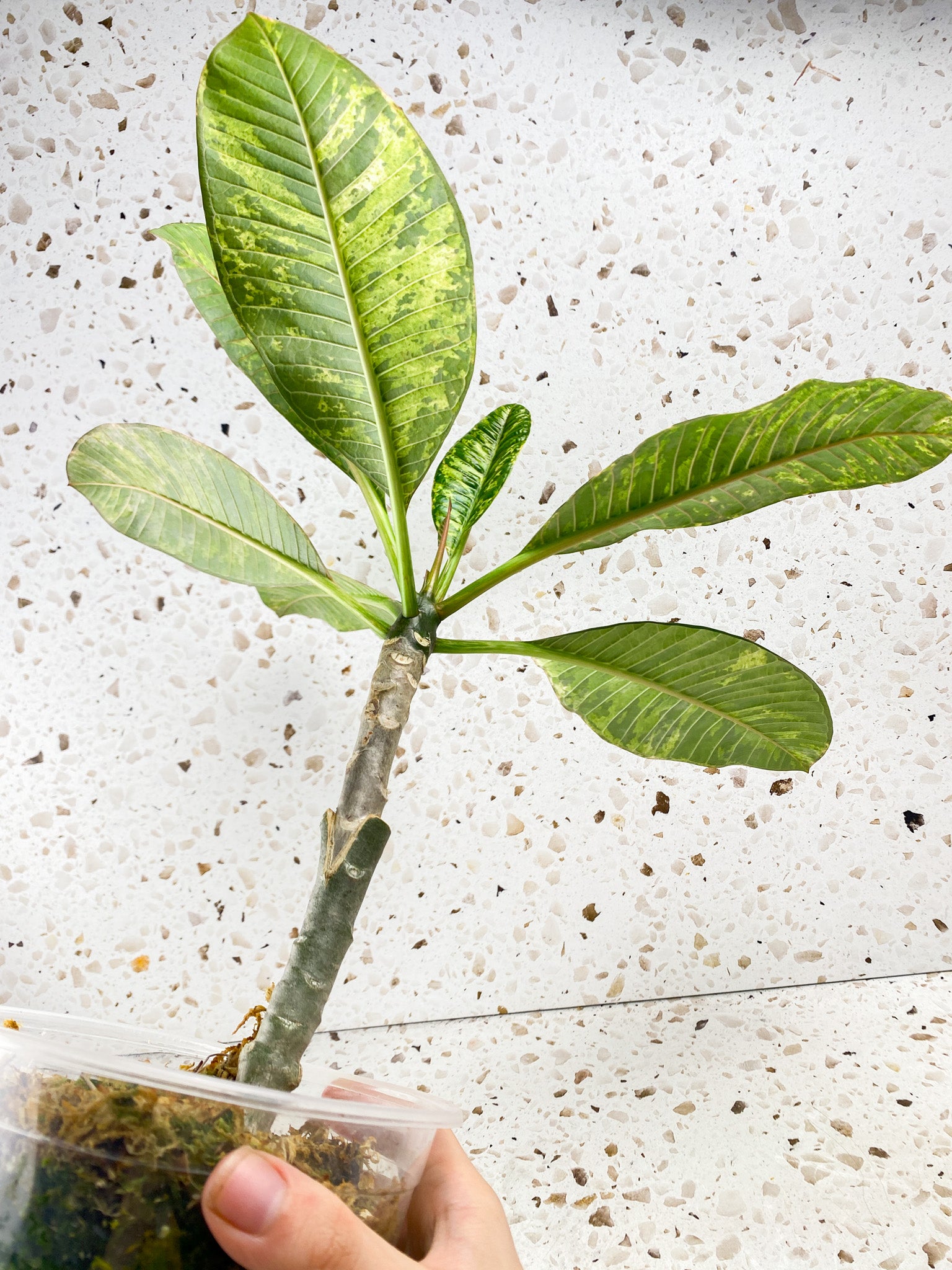 Plumeria Maya Variegated 7 leaves