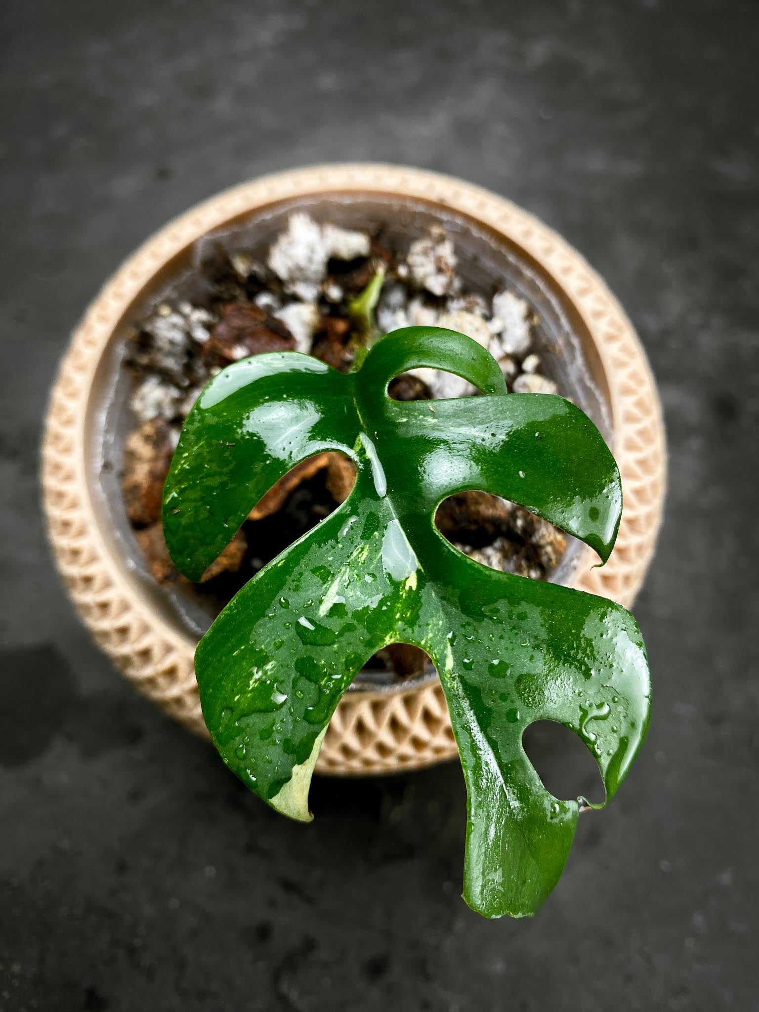 Rhaphidophora tetrasperma variegated 1 Leaf 2 Nodes 1 Sprout Rooted