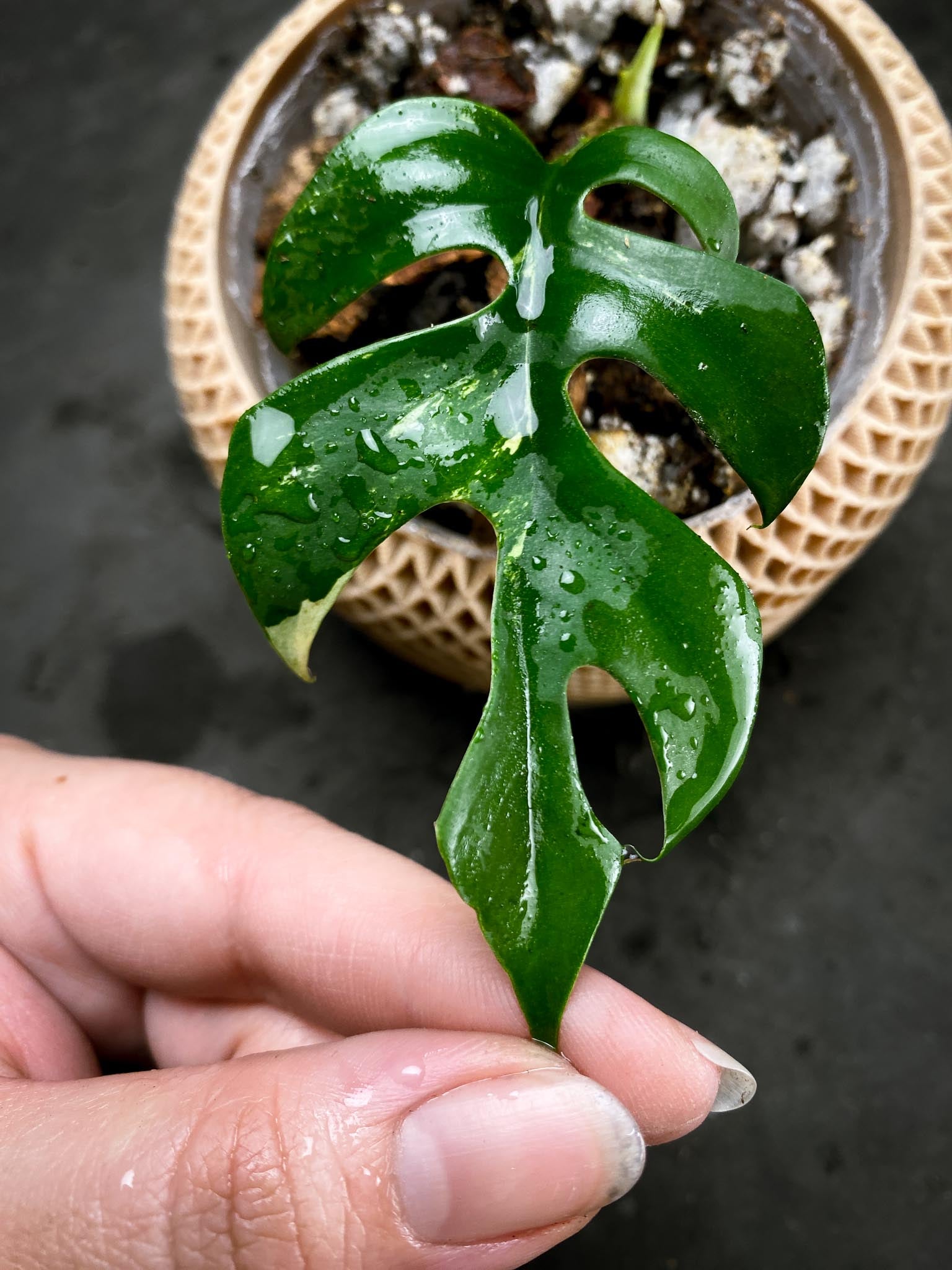 Rhaphidophora tetrasperma variegated 1 Leaf 2 Nodes 1 Sprout Rooted