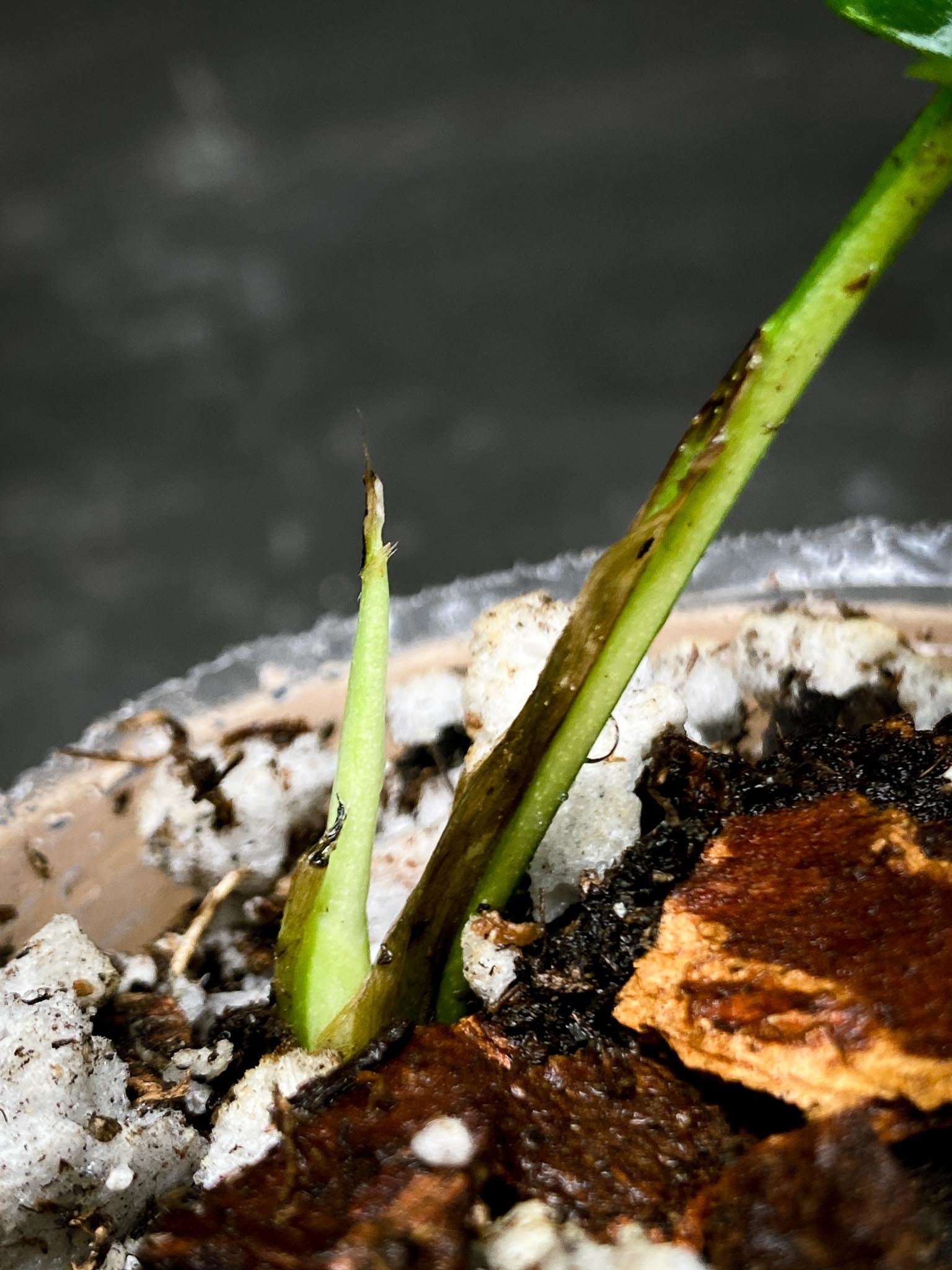 Rhaphidophora tetrasperma variegated 1 Leaf 2 Nodes 1 Sprout Rooted