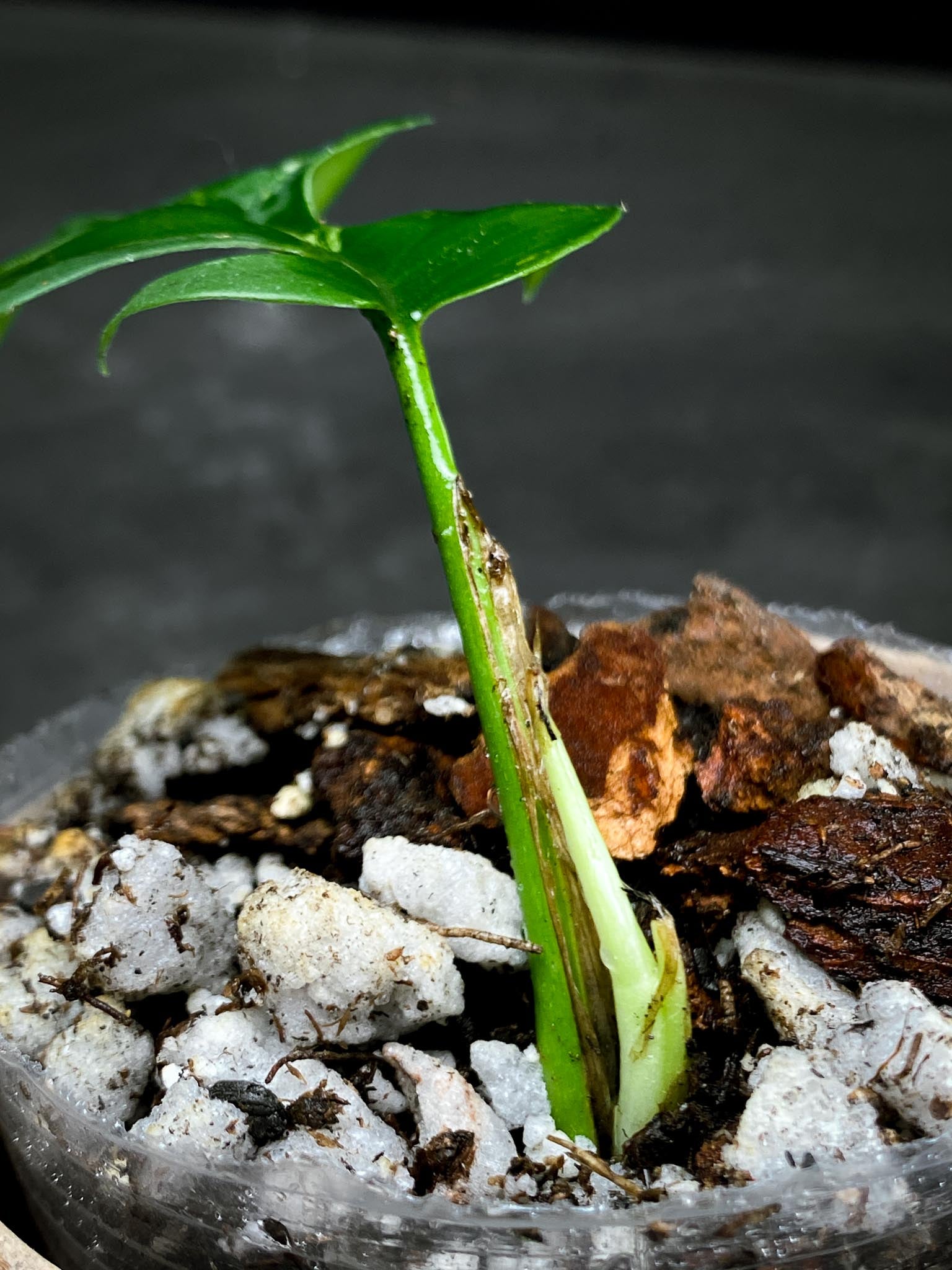 Rhaphidophora tetrasperma variegated 1 Leaf 2 Nodes 1 Sprout Rooted
