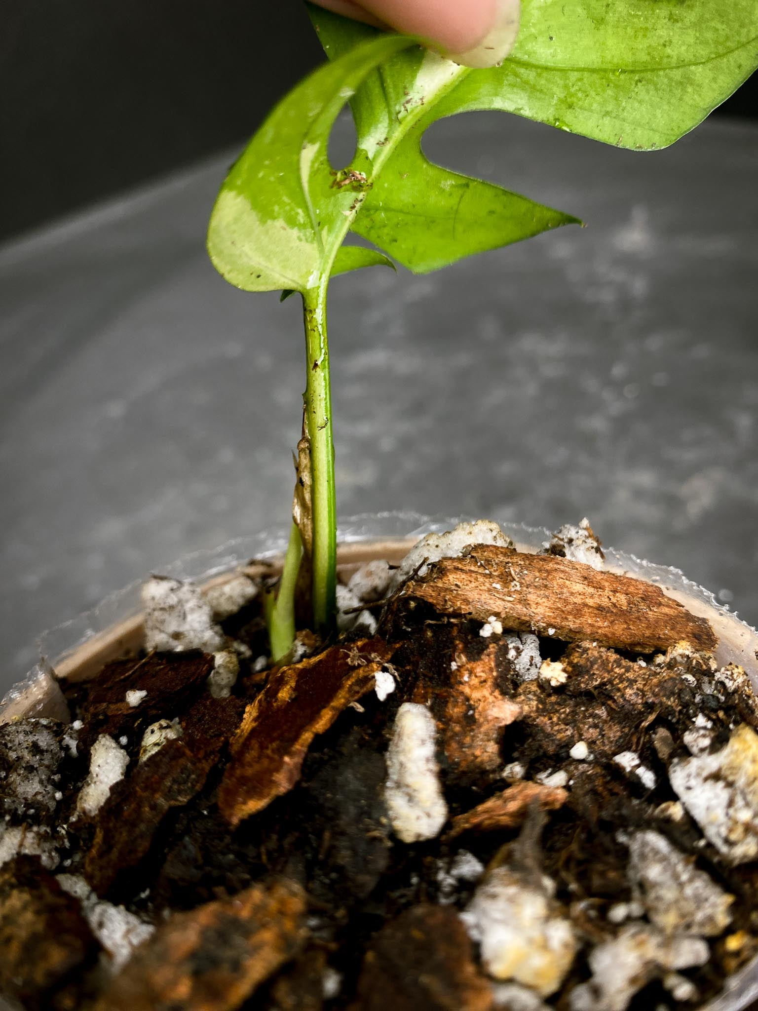 Rhaphidophora tetrasperma variegated 1 Leaf 2 Nodes 1 Sprout Rooted