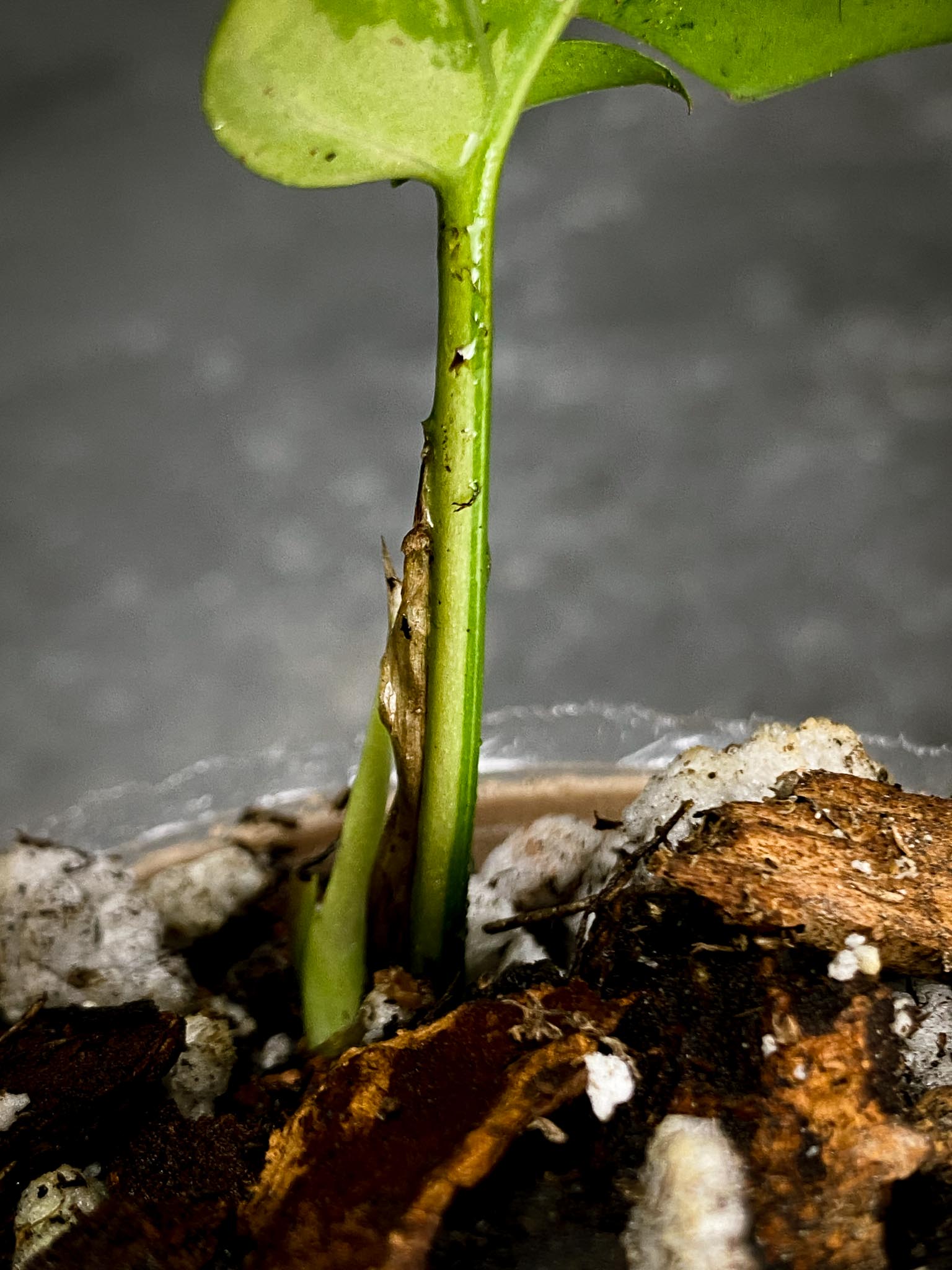 Rhaphidophora tetrasperma variegated 1 Leaf 2 Nodes 1 Sprout Rooted