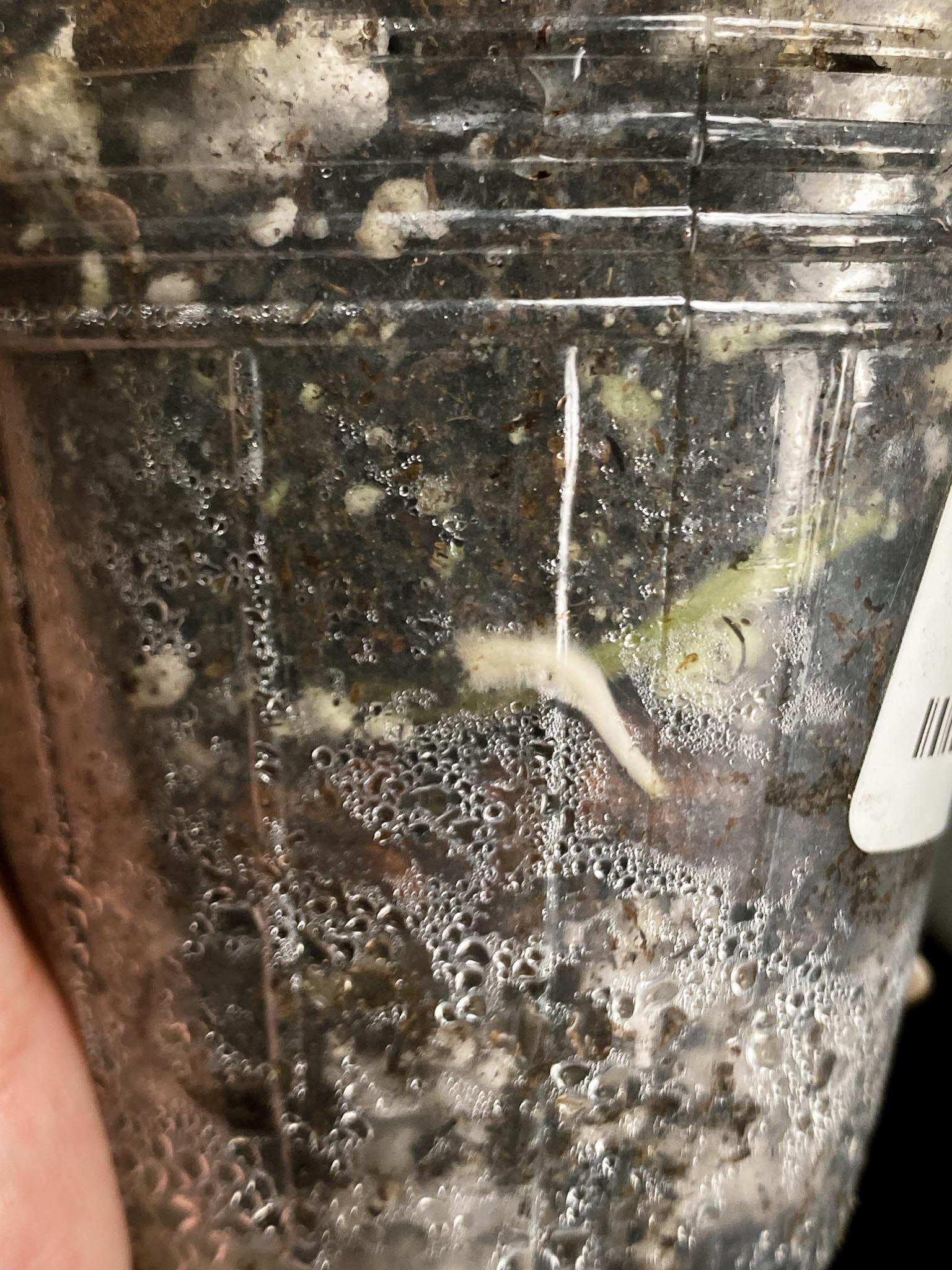 Rhaphidophora tetrasperma variegated 1 Leaf 2 Nodes 1 Sprout Rooted
