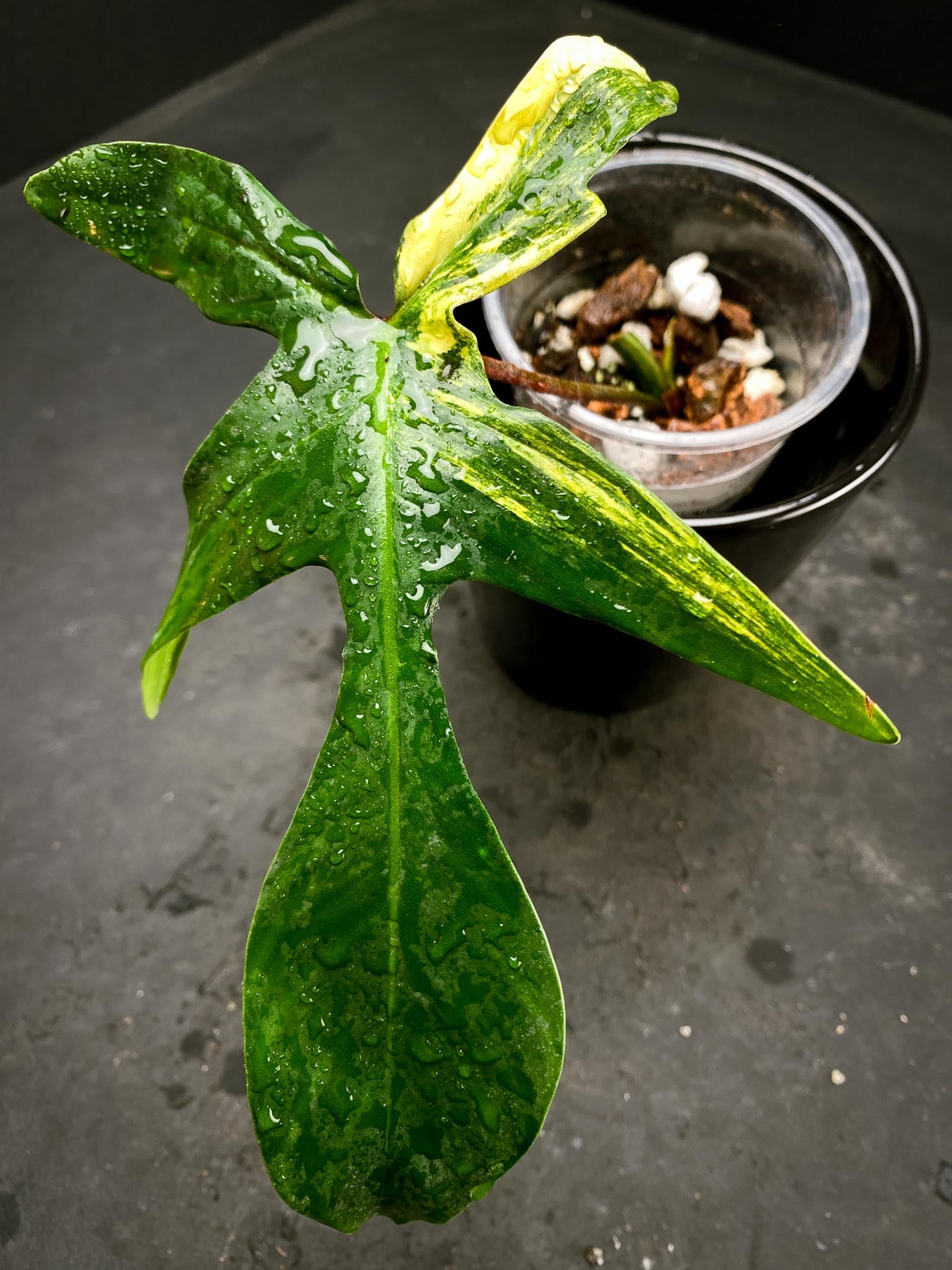 Philodendron Florida beauty 1 Leaf 2 Nodes 1 Sprout Rooted