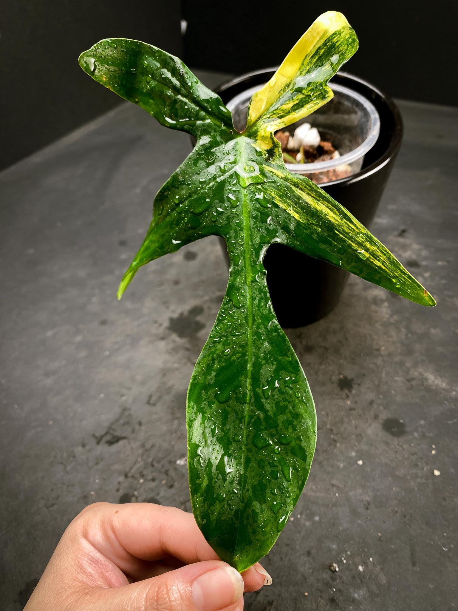 Philodendron Florida beauty 1 Leaf 2 Nodes 1 Sprout Rooted