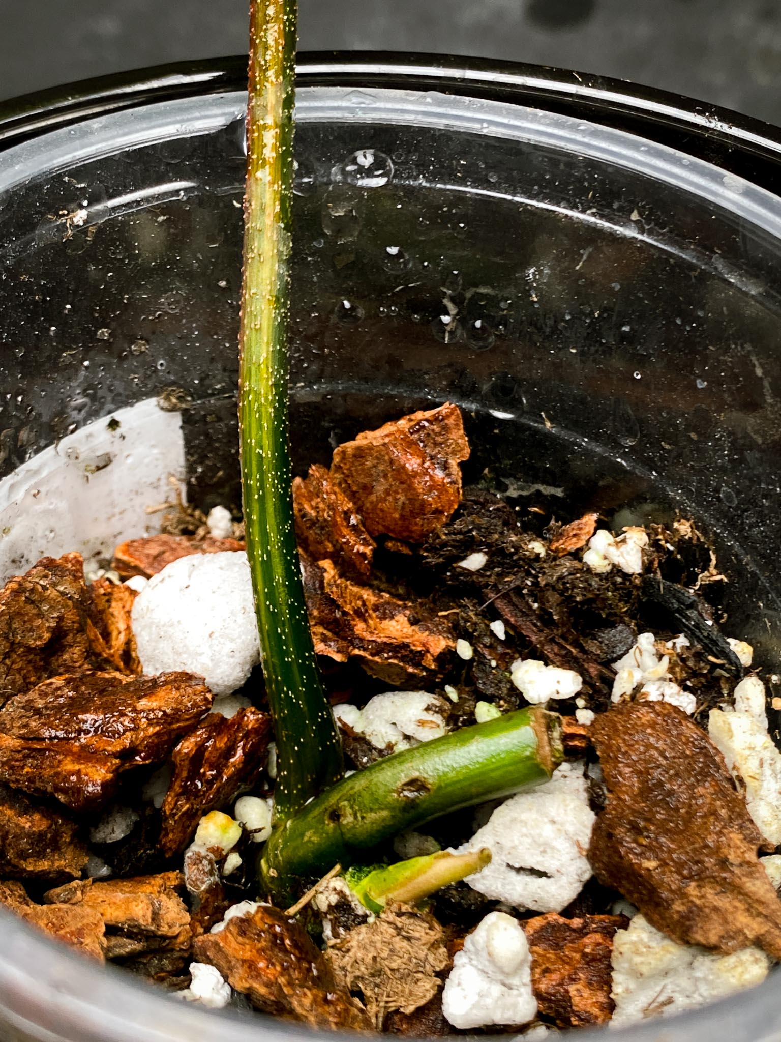 Philodendron Florida beauty 1 Leaf 2 Nodes 1 Sprout Rooted