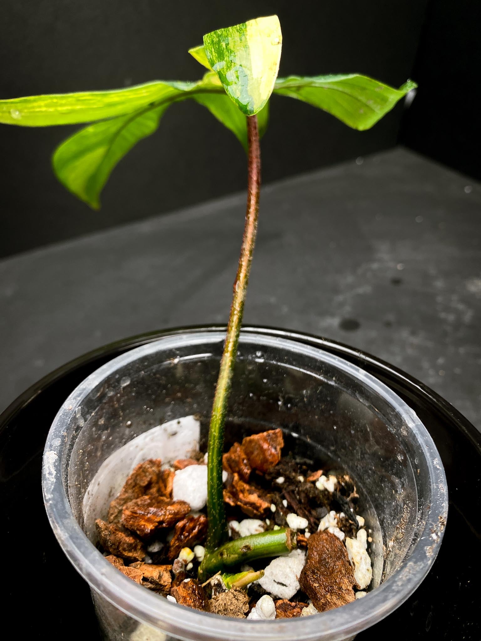 Philodendron Florida beauty 1 Leaf 2 Nodes 1 Sprout Rooted