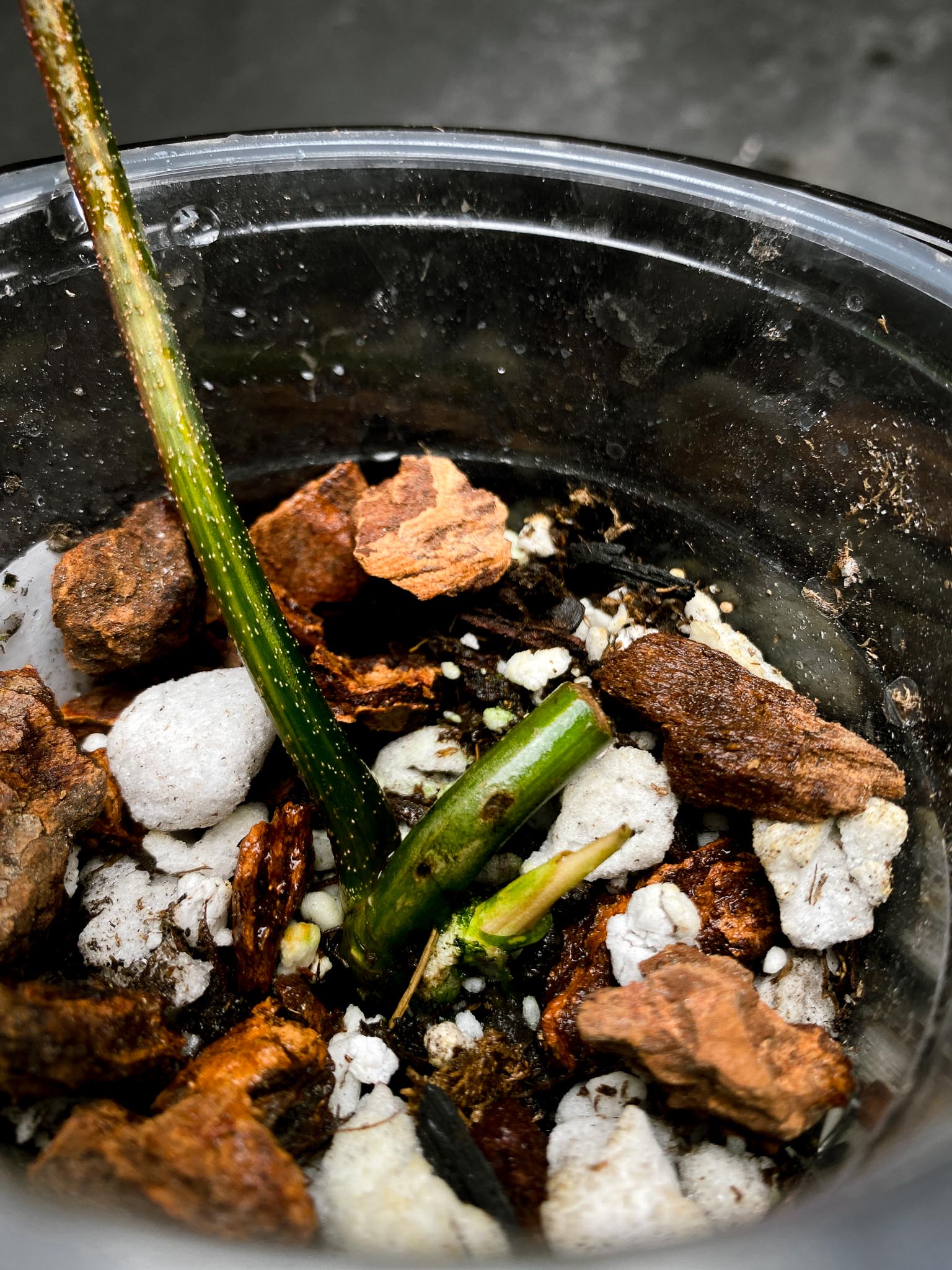 Philodendron Florida beauty 1 Leaf 2 Nodes 1 Sprout Rooted