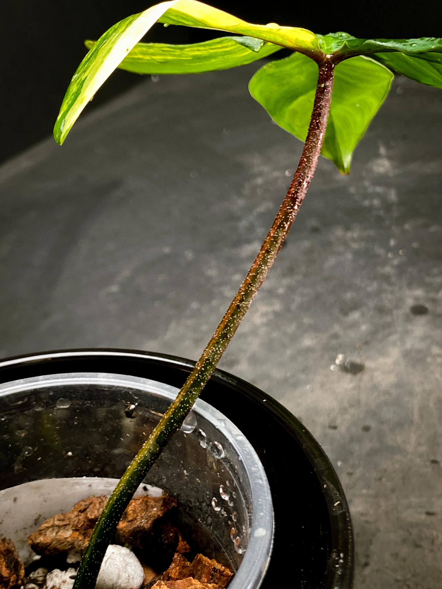 Philodendron Florida beauty 1 Leaf 2 Nodes 1 Sprout Rooted