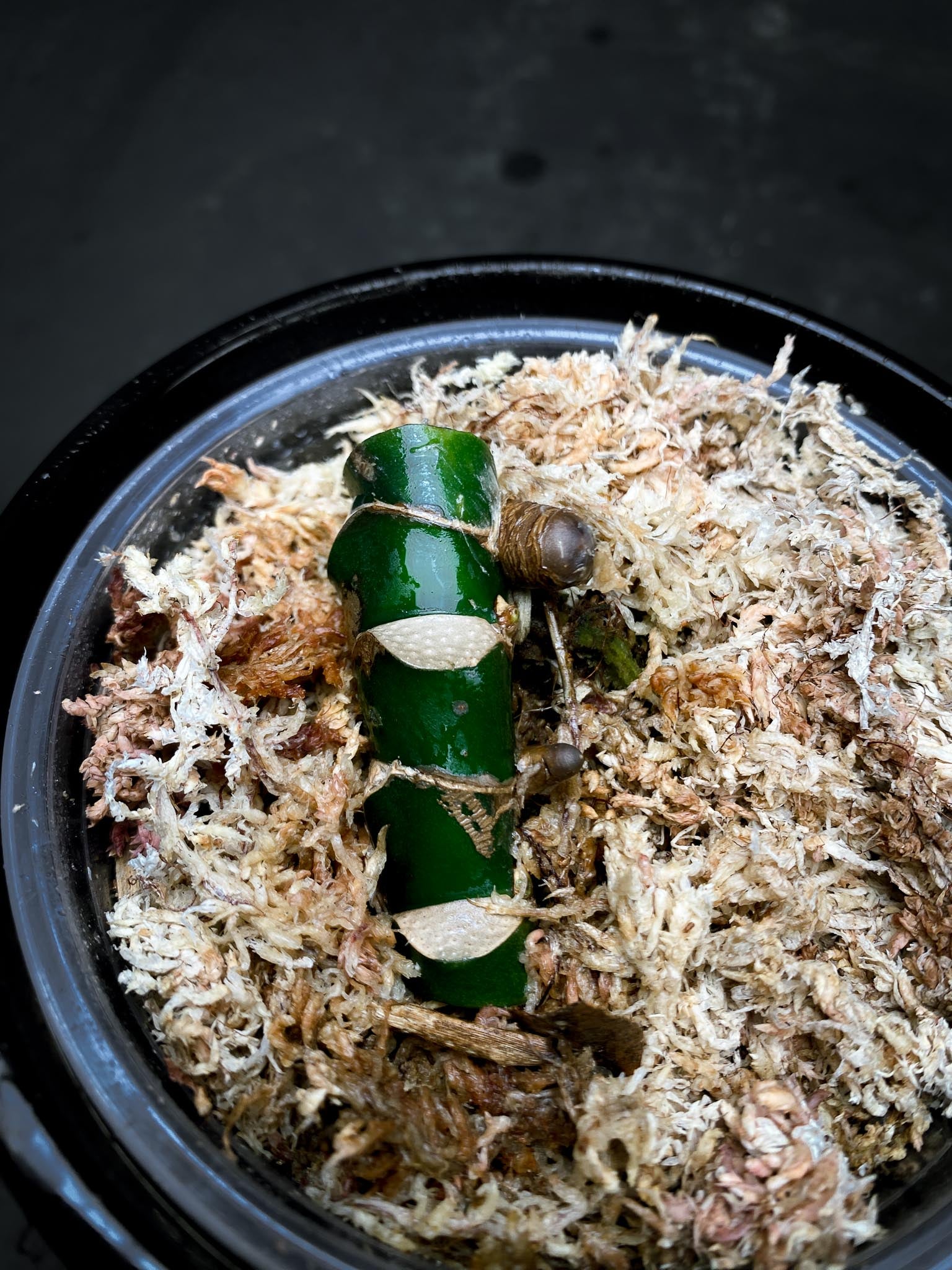 Rhaphidophora Meagasperma 4 Nodes 2 Sprouts Rooted xp