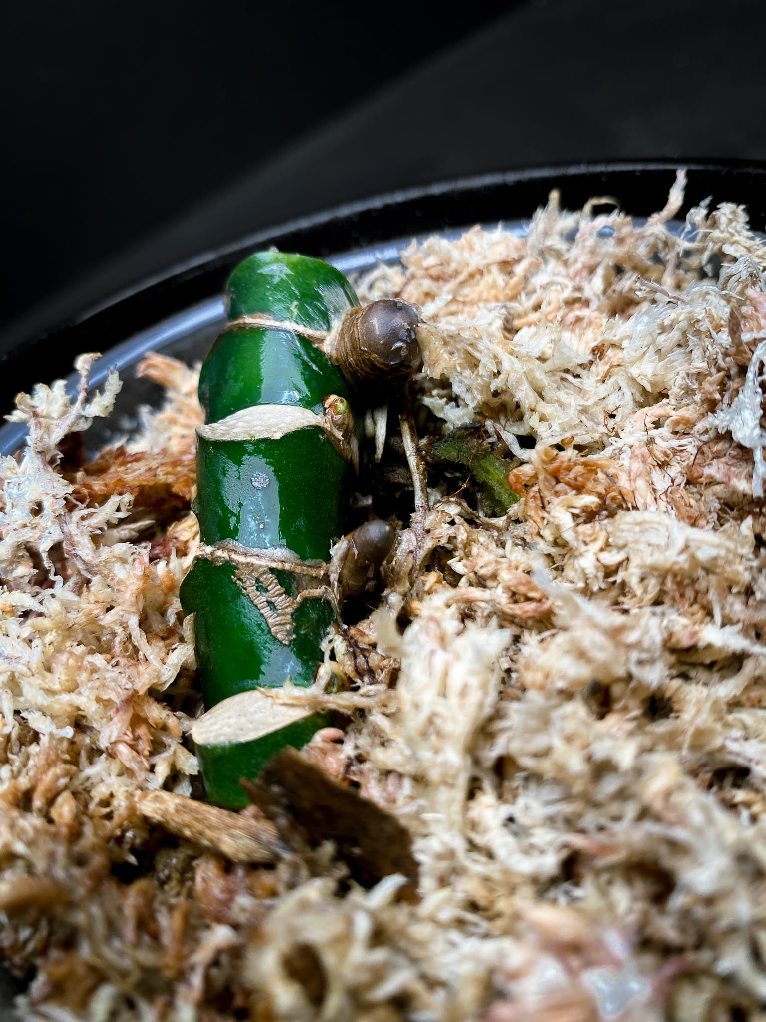 Rhaphidophora Meagasperma 4 Nodes 2 Sprouts Rooted xp
