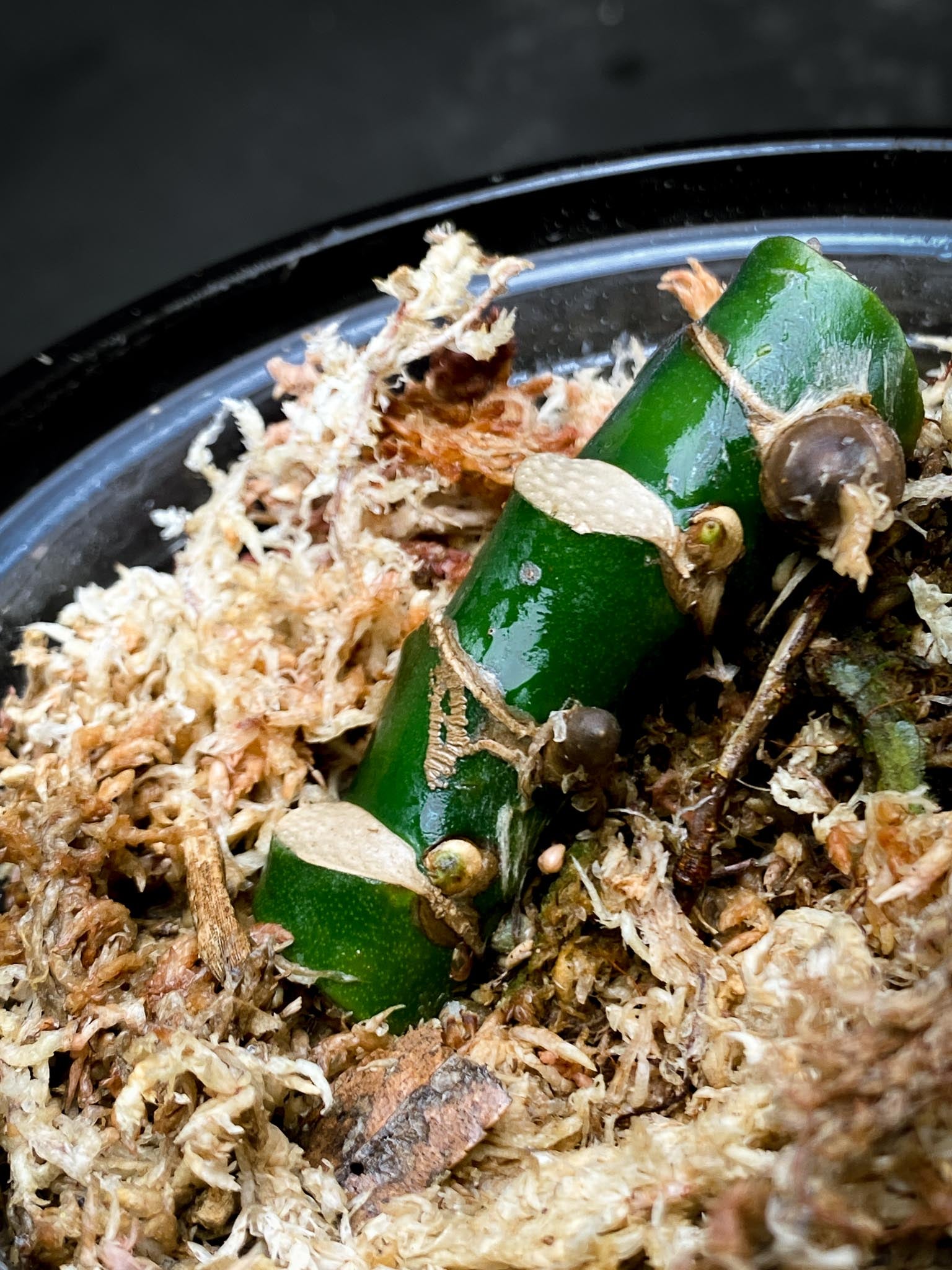 Rhaphidophora Meagasperma 4 Nodes 2 Sprouts Rooted xp