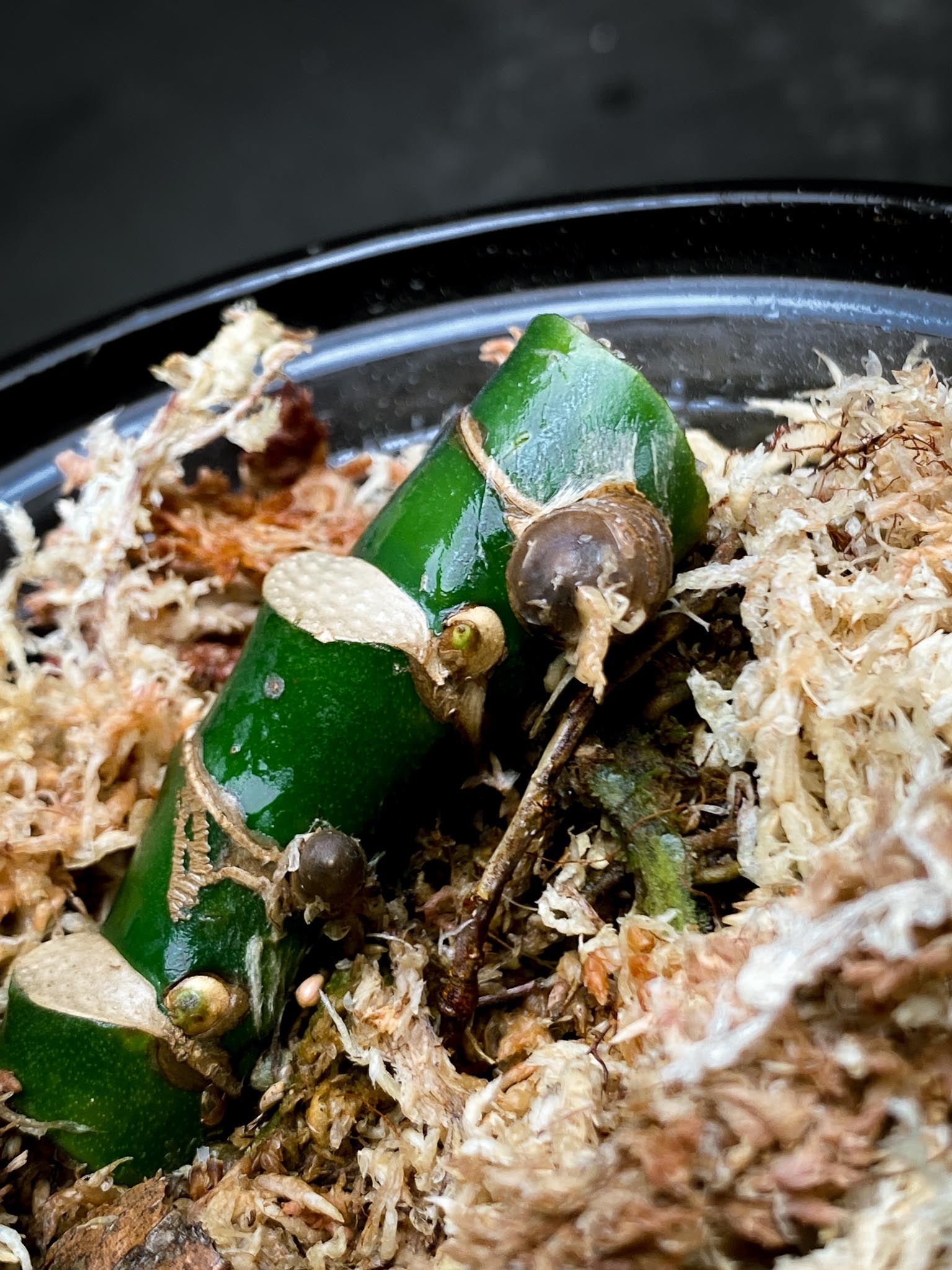 Rhaphidophora Meagasperma 4 Nodes 2 Sprouts Rooted xp
