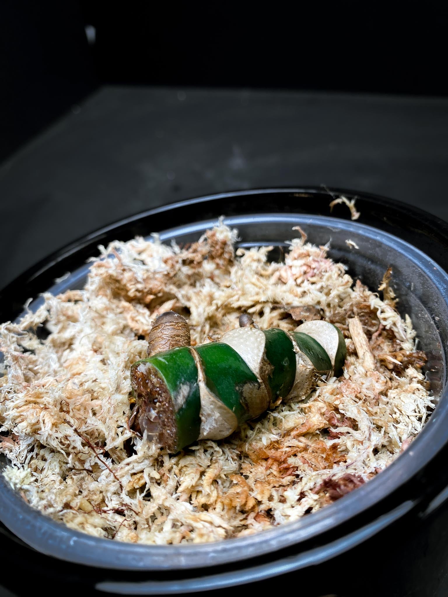 Rhaphidophora Meagasperma 4 Nodes 2 Sprouts Rooted xp