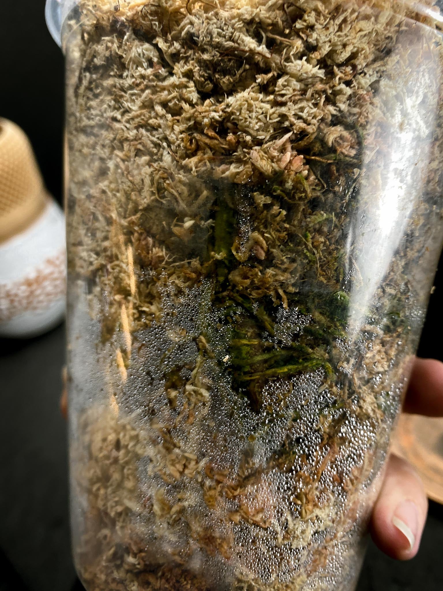 Rhaphidophora Meagasperma 4 Nodes 2 Sprouts Rooted xp