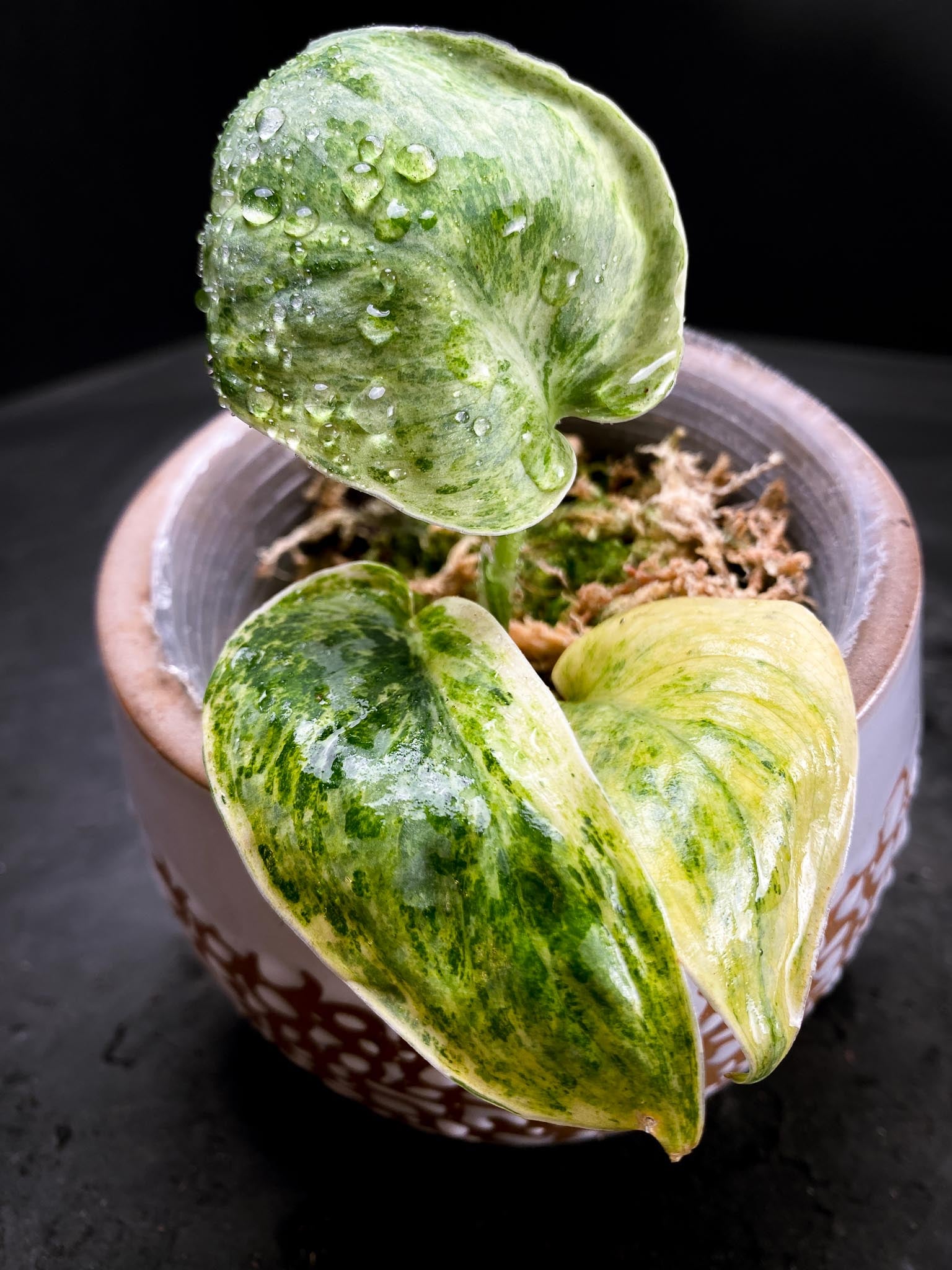 Syngonium Tembaga Variegated (Sparkling Lava) 3 Leaves 3 Nodes Rooted xP