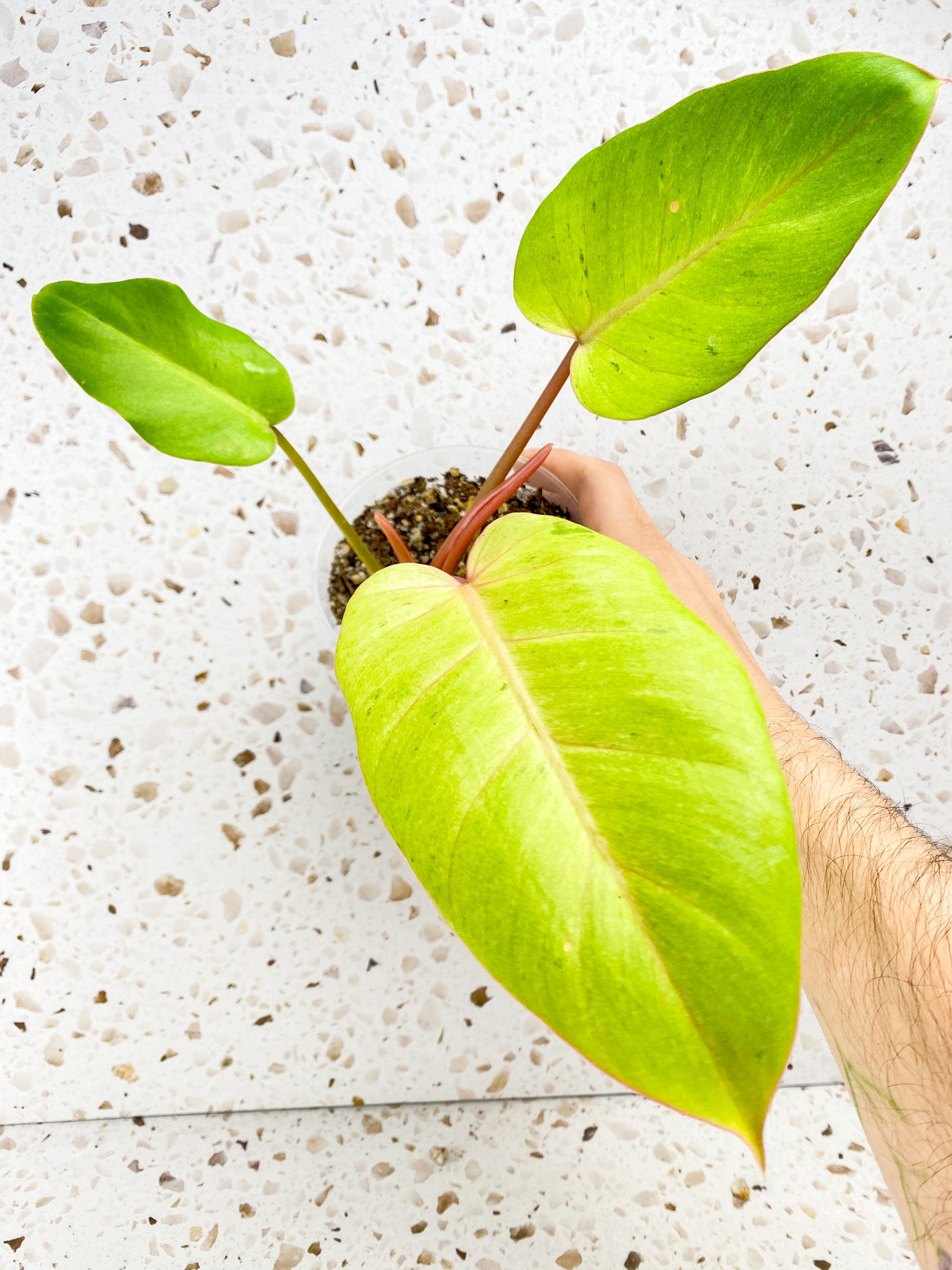 Philodendron Snowdrift 3 leaf top cutting
