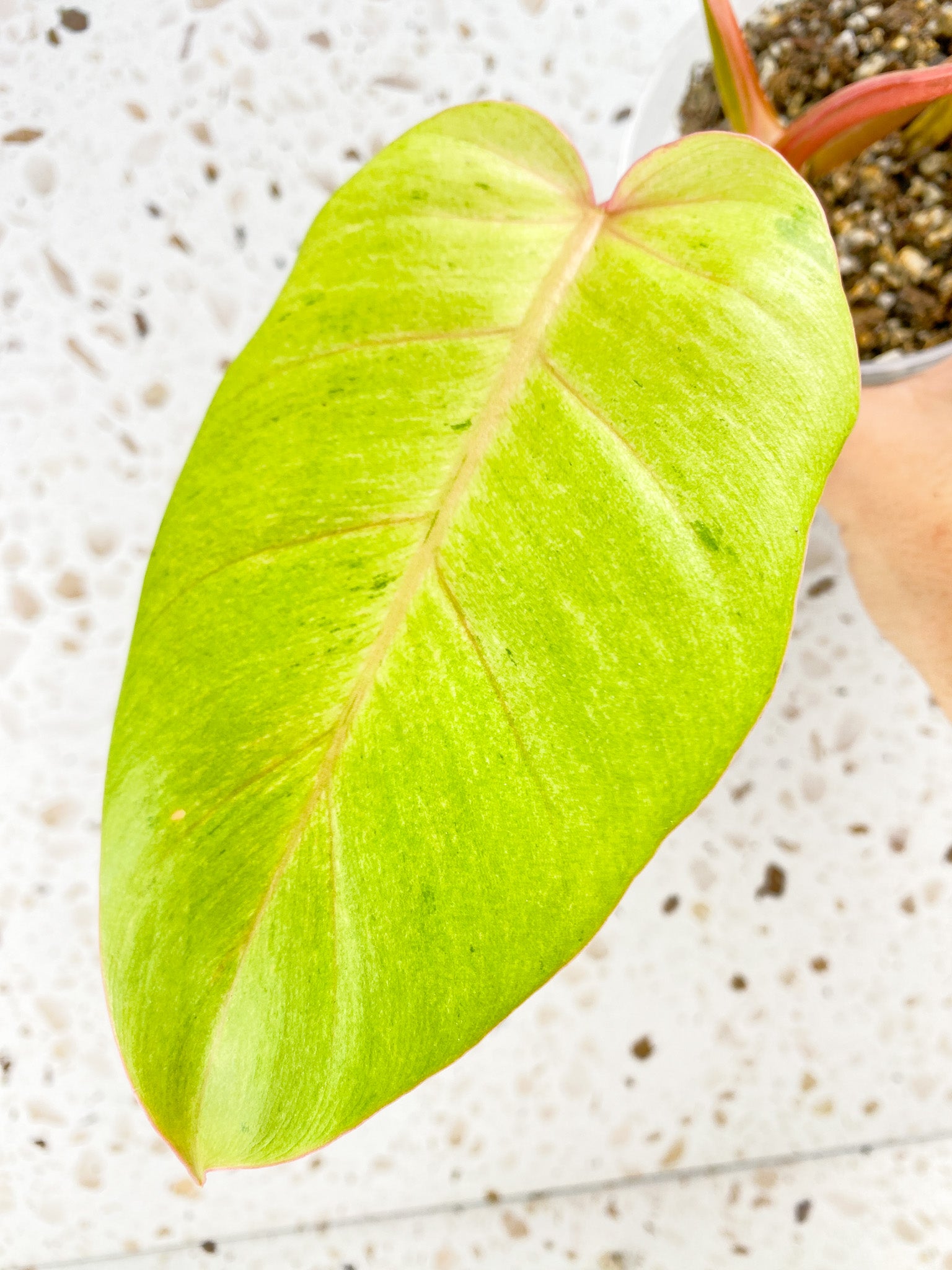 Philodendron Snowdrift 3 leaf top cutting