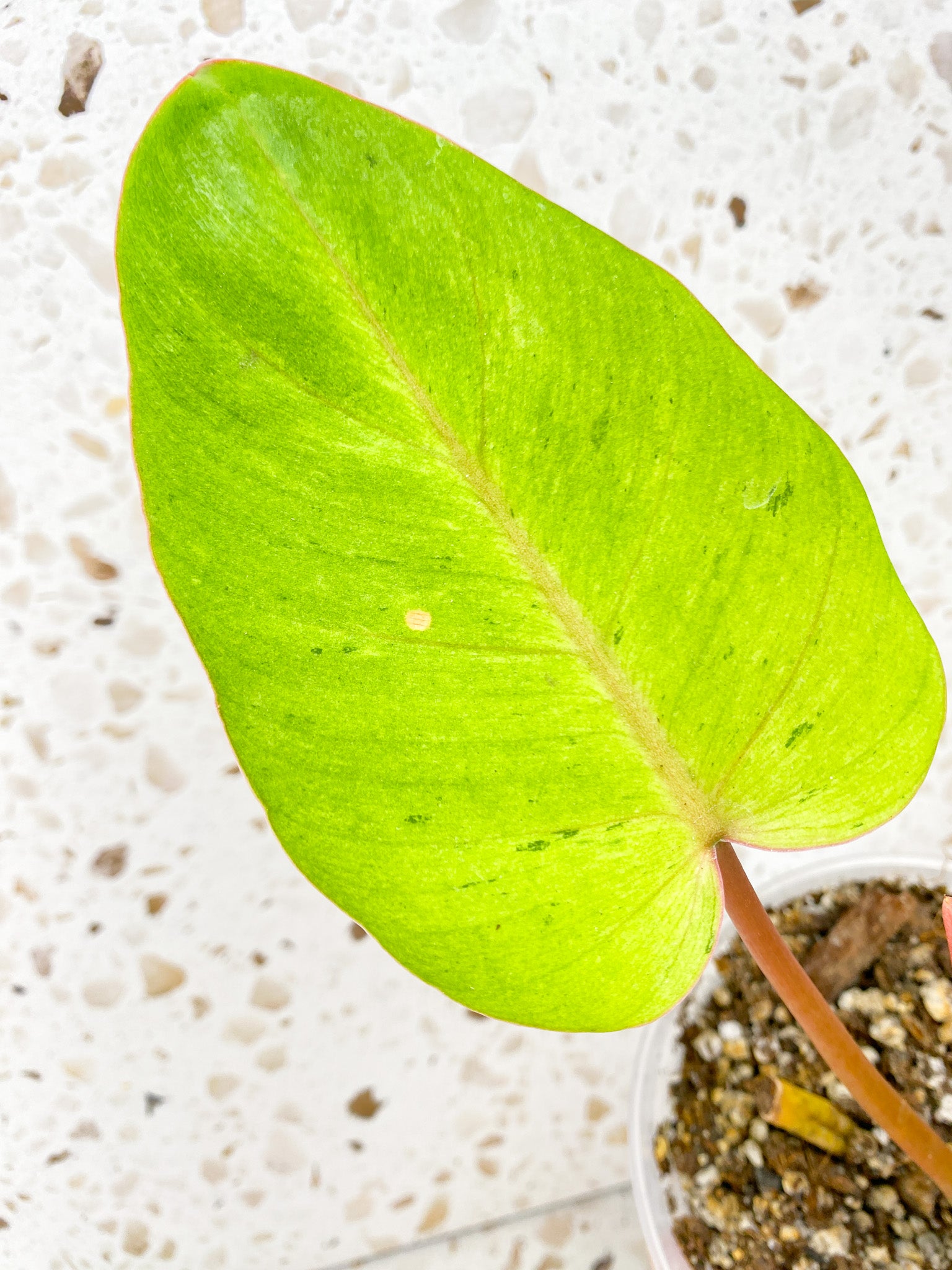 Philodendron Snowdrift 3 leaf top cutting