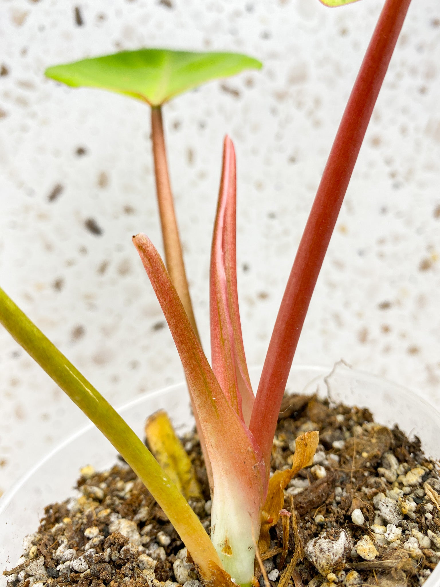 Philodendron Snowdrift 3 leaf top cutting
