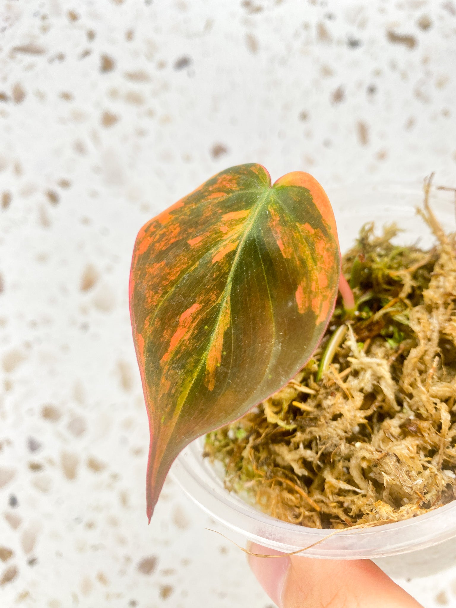 Philodendron Micans Variegated (Pink Hue) 1 leaf
