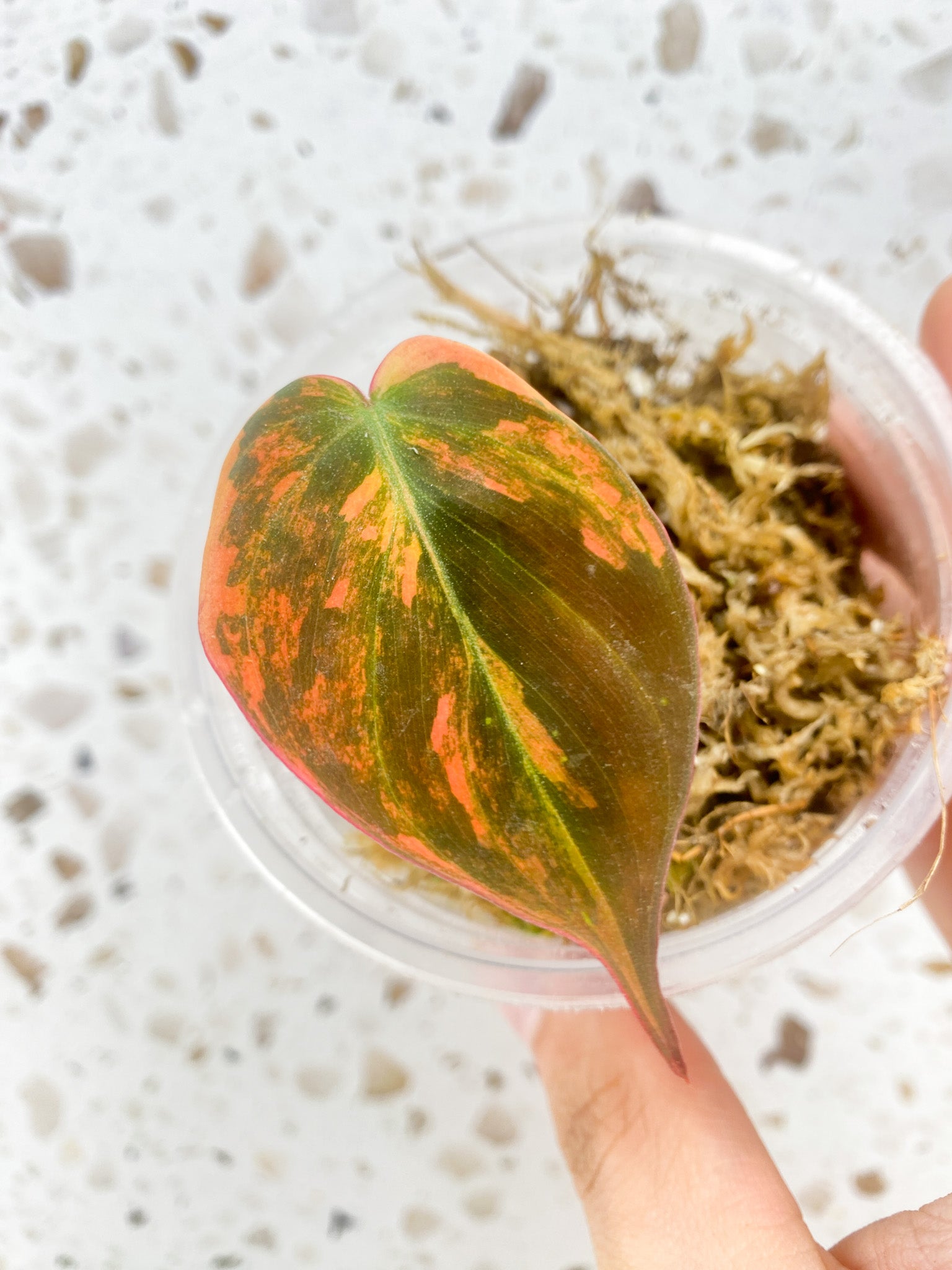 Philodendron Micans Variegated (Pink Hue) 1 leaf