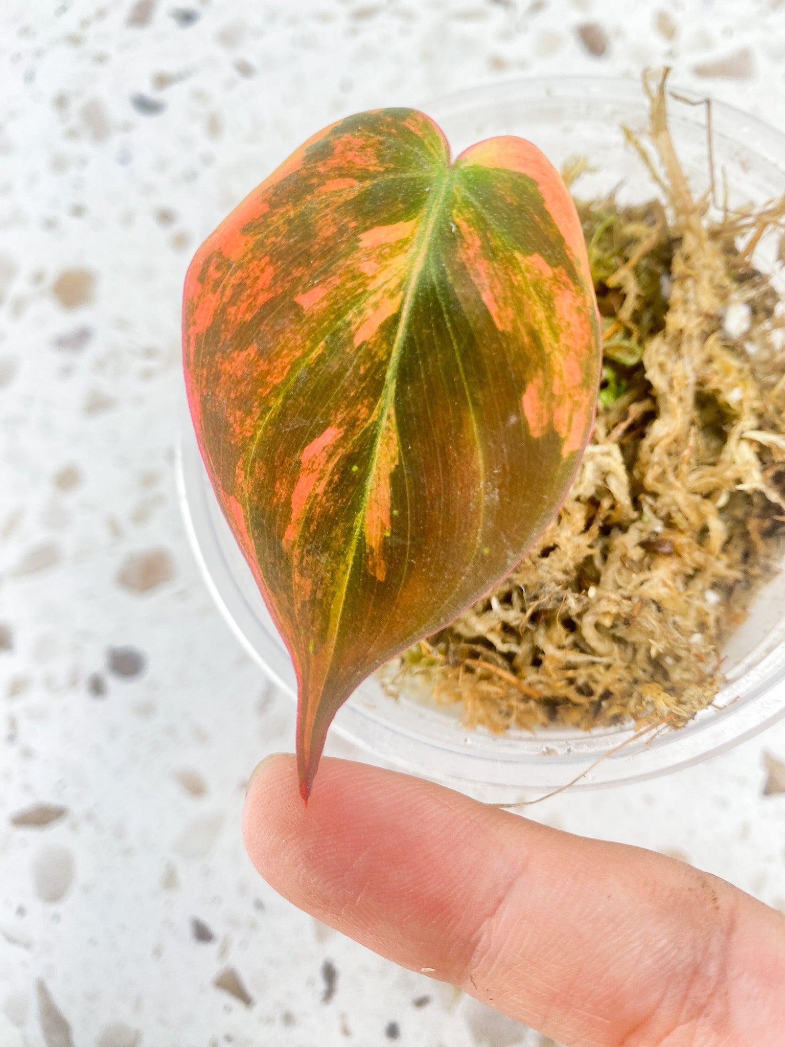 Philodendron Micans Variegated (Pink Hue) 1 leaf