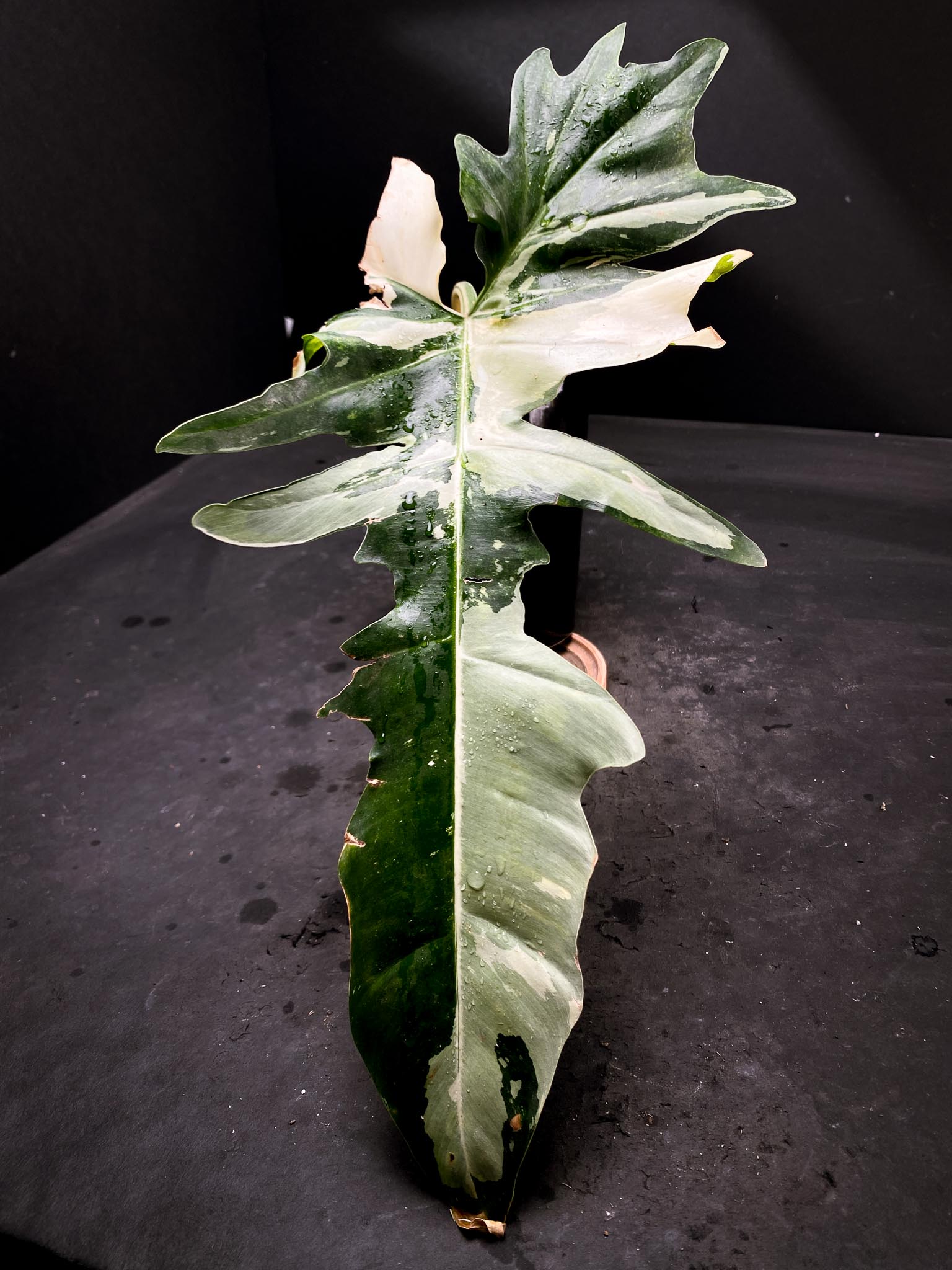 Philodendron Golden Dragon Variegated 1 Leaf 1 Node Rooted XL