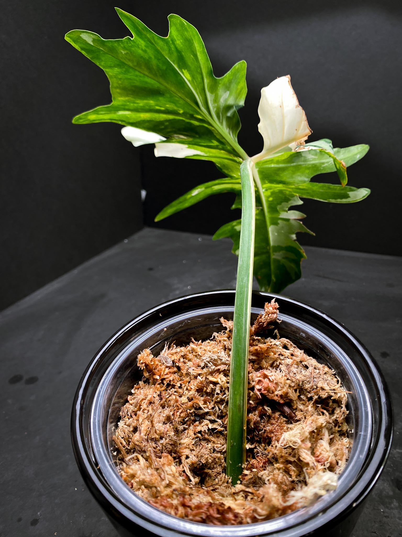 Philodendron Golden Dragon Variegated 1 Leaf 1 Node Rooted XL
