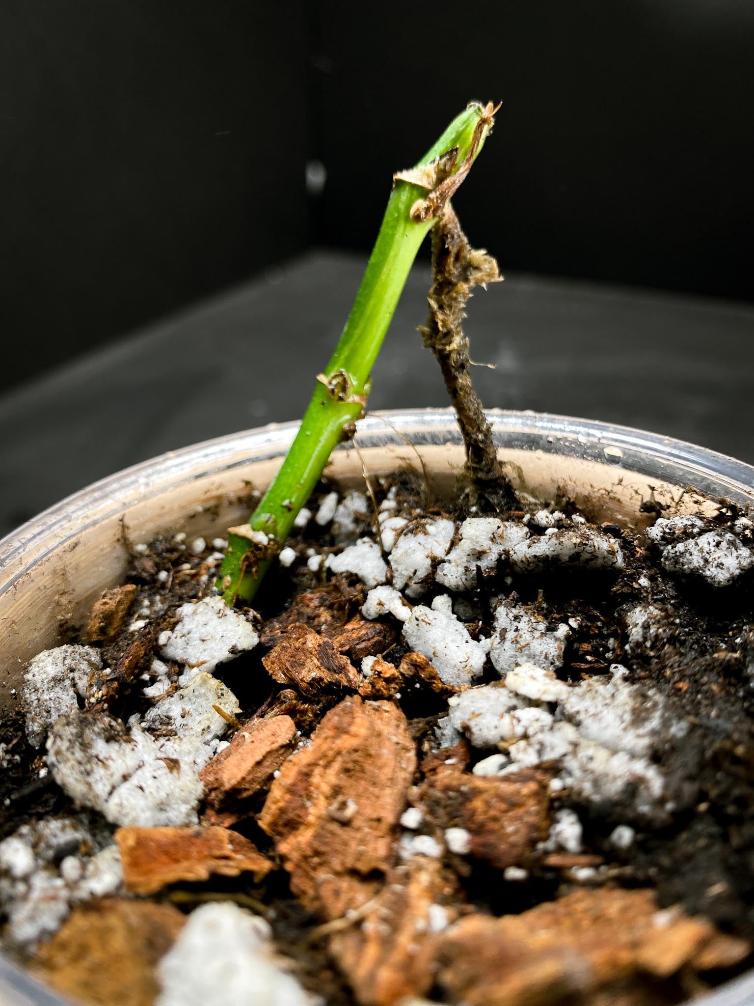 *Monstera Adansonii Aurea 3 Nodes 3 Sprouts Rooted