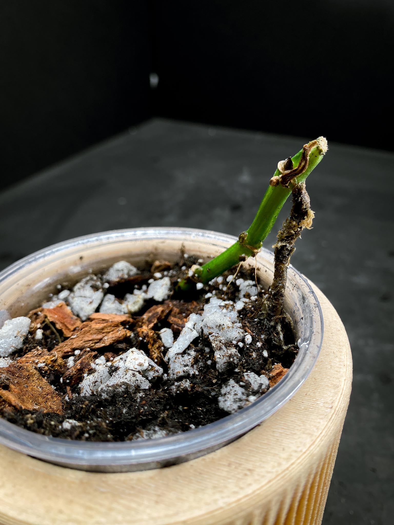 *Monstera Adansonii Aurea 3 Nodes 3 Sprouts Rooted