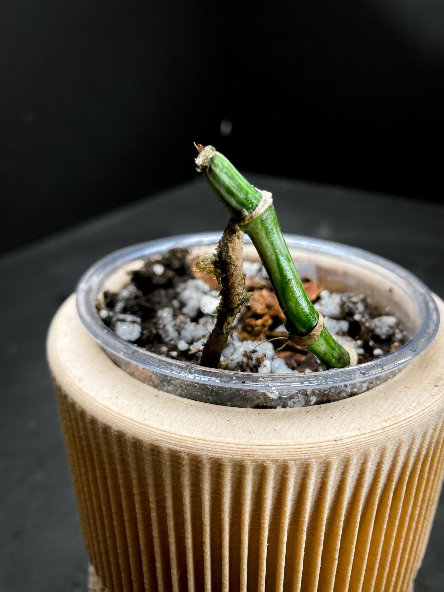 *Monstera Adansonii Aurea 3 Nodes 3 Sprouts Rooted