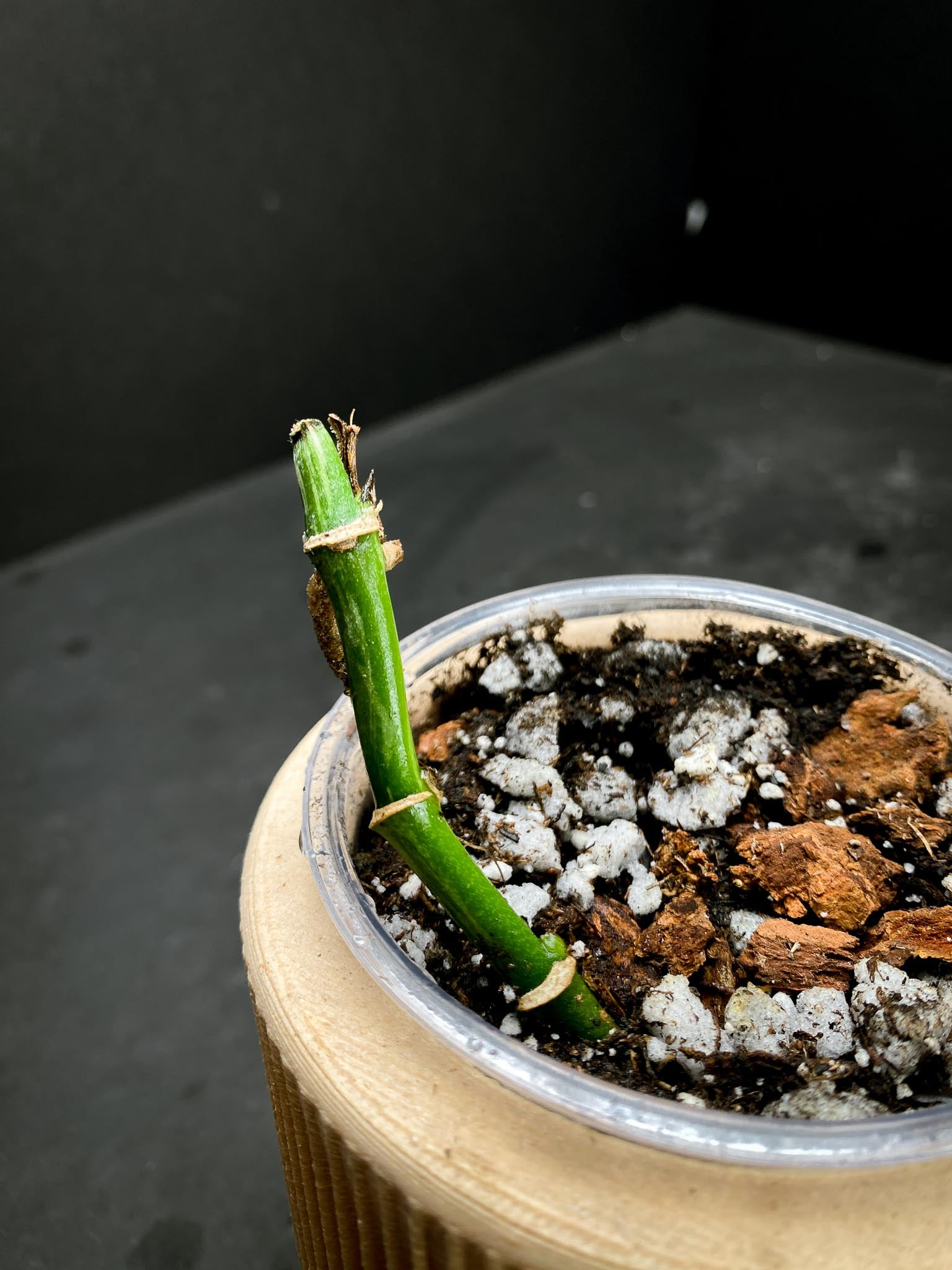 *Monstera Adansonii Aurea 3 Nodes 3 Sprouts Rooted