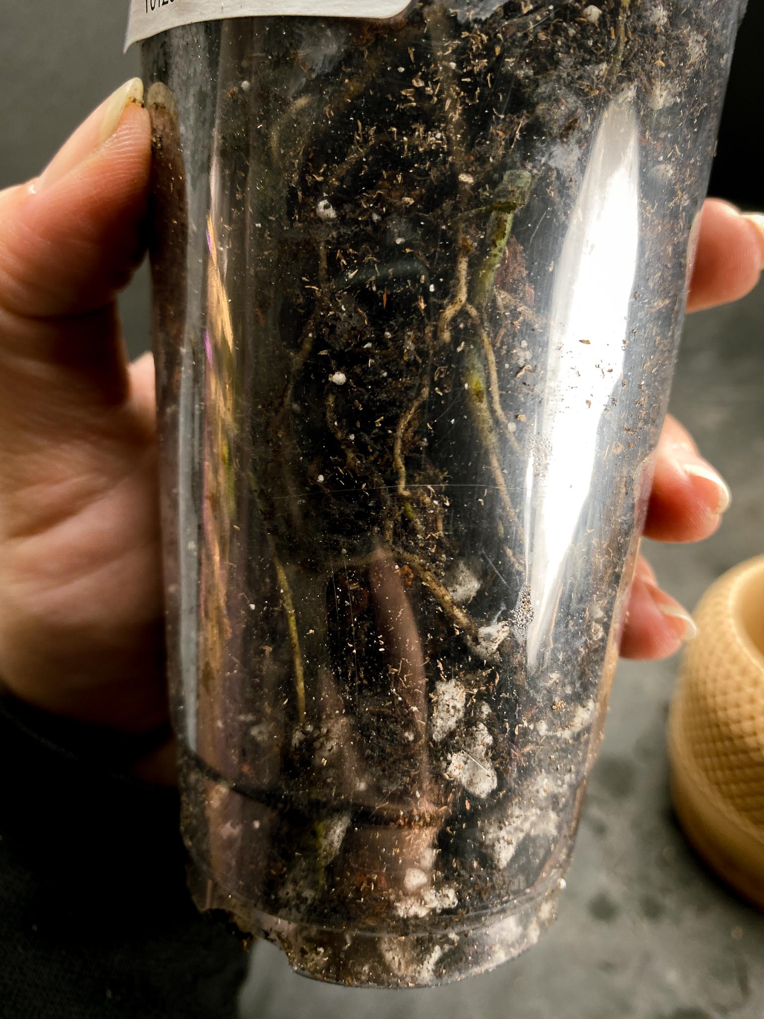 *Monstera Adansonii Aurea 3 Nodes 3 Sprouts Rooted