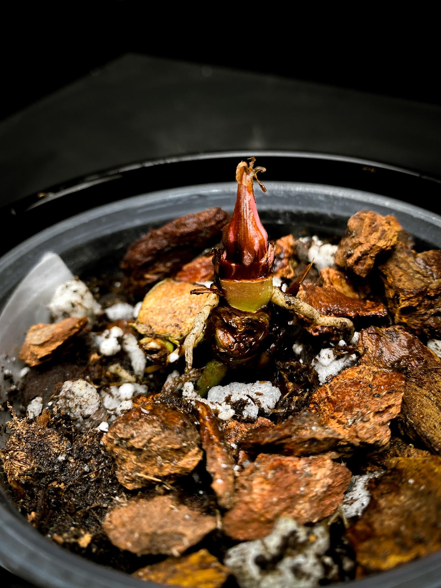 Anthurium Papillilaminum Spider Multiple Nodes 1 Sprout 1 Growing Bud Rooted