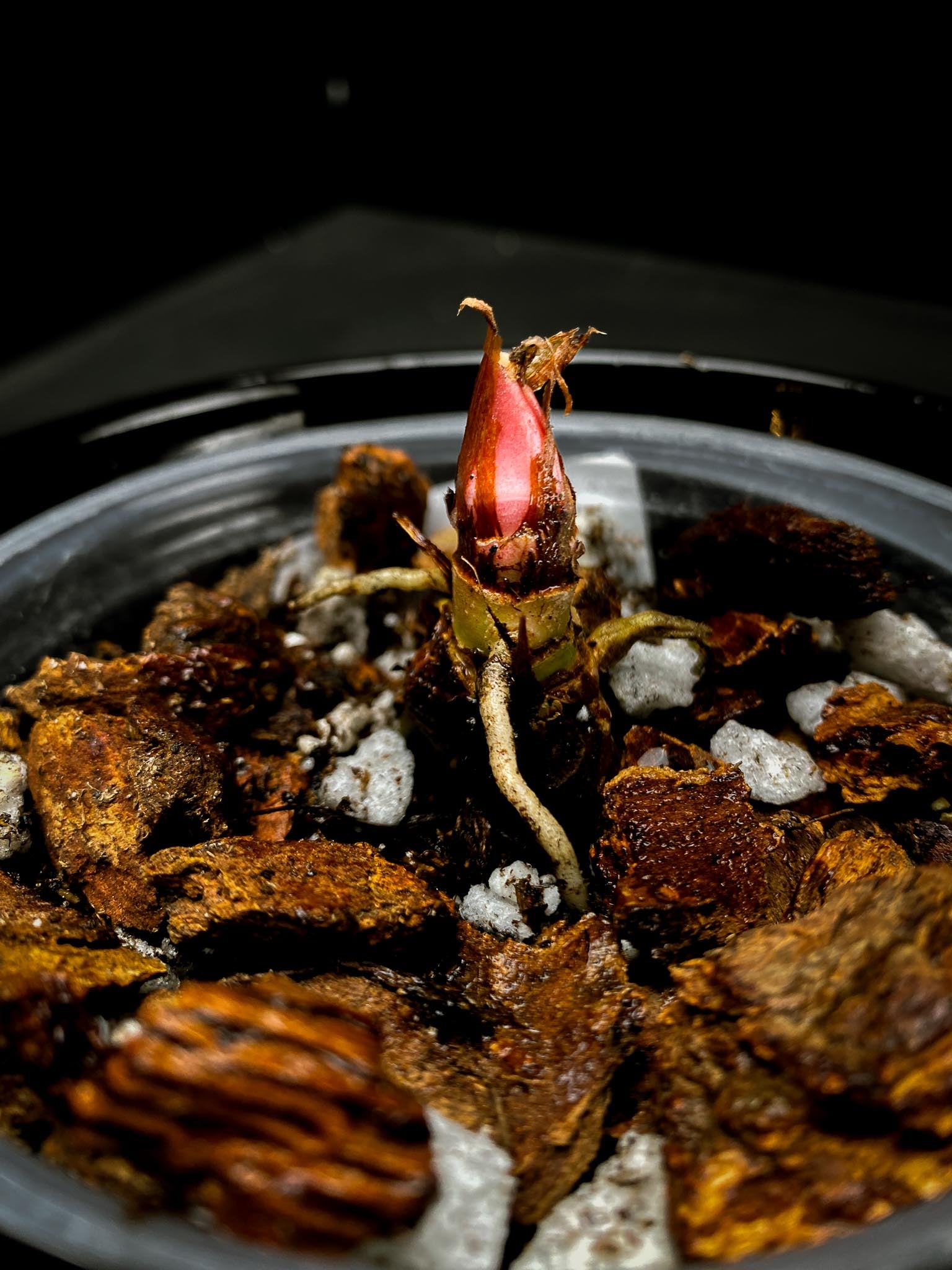 Anthurium Papillilaminum Spider Multiple Nodes 1 Sprout 1 Growing Bud Rooted