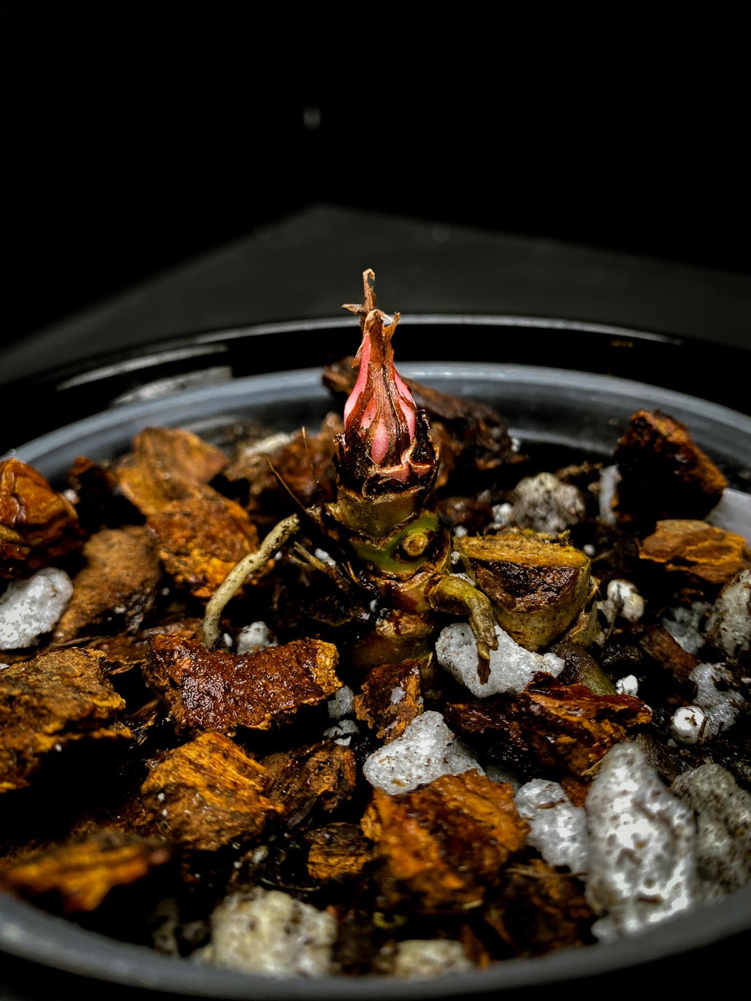 Anthurium Papillilaminum Spider Multiple Nodes 1 Sprout 1 Growing Bud Rooted