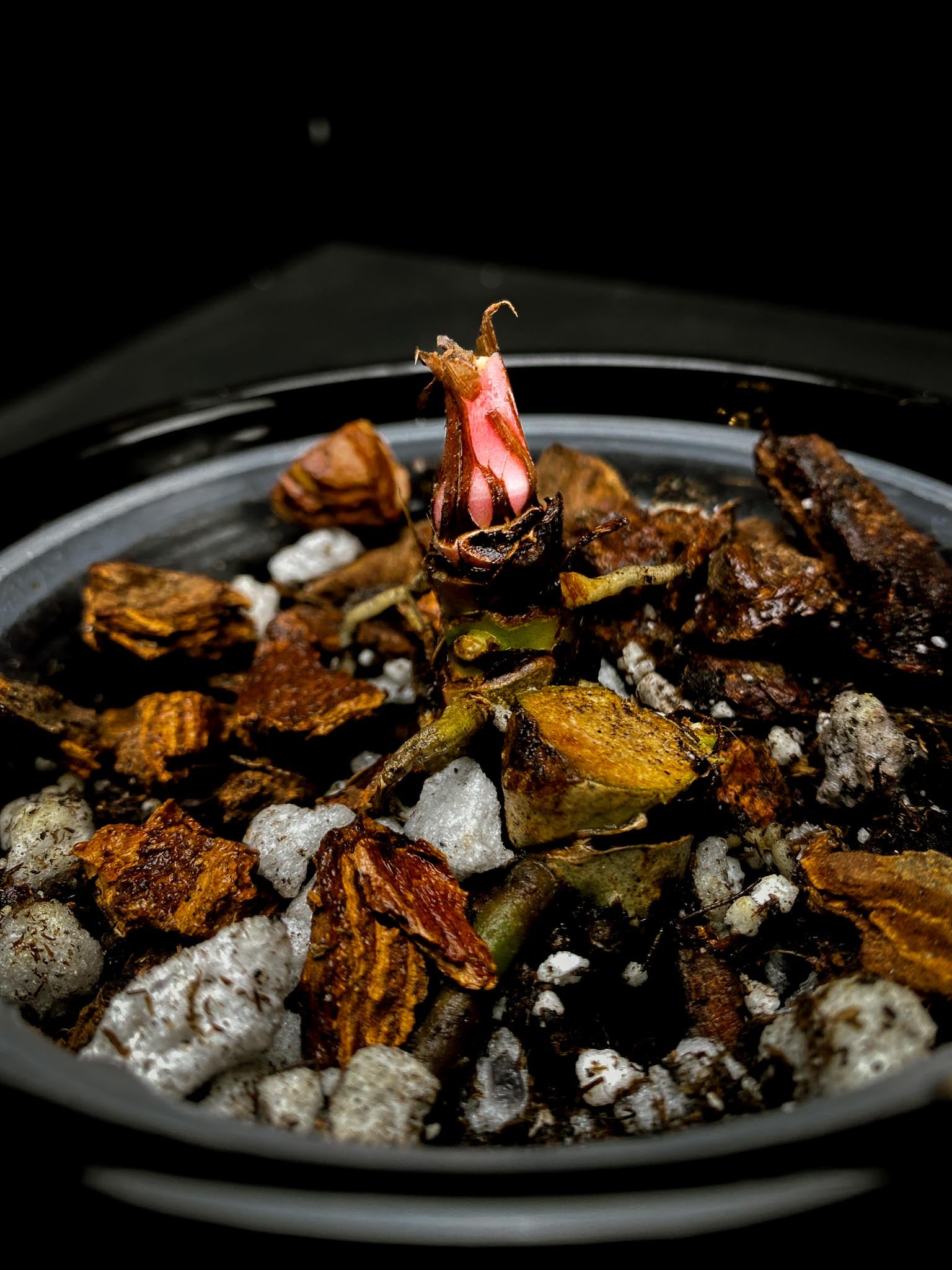 Anthurium Papillilaminum Spider Multiple Nodes 1 Sprout 1 Growing Bud Rooted