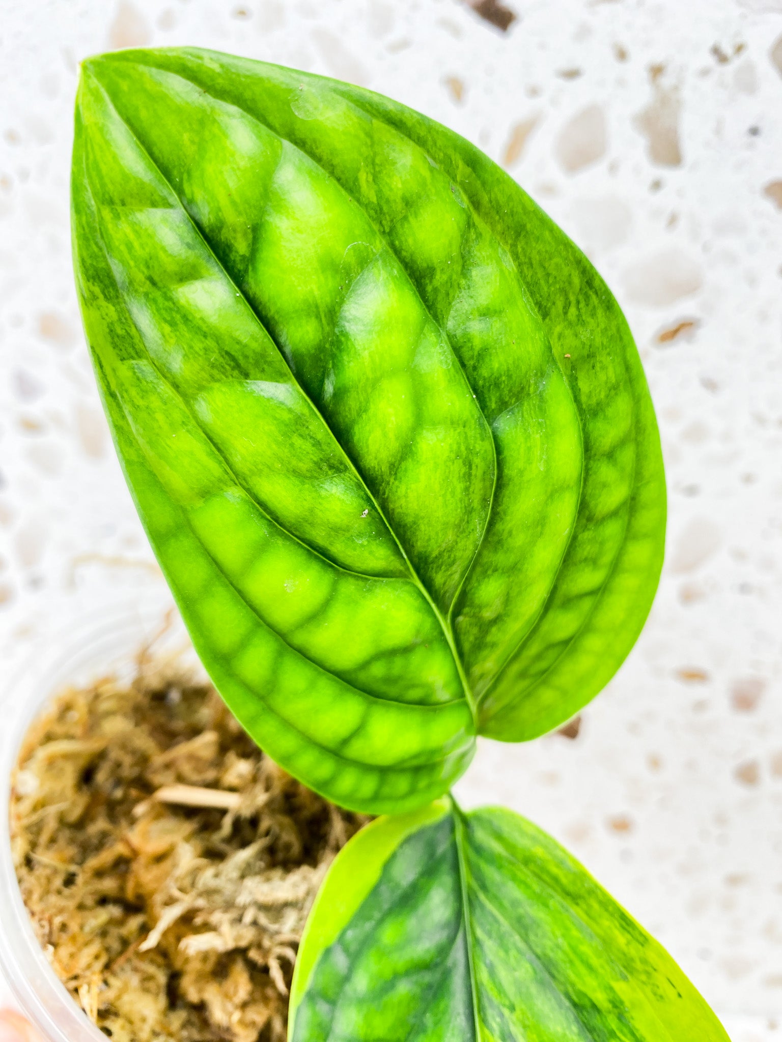 Monstera Peru Variegated 2 leaf top cutting