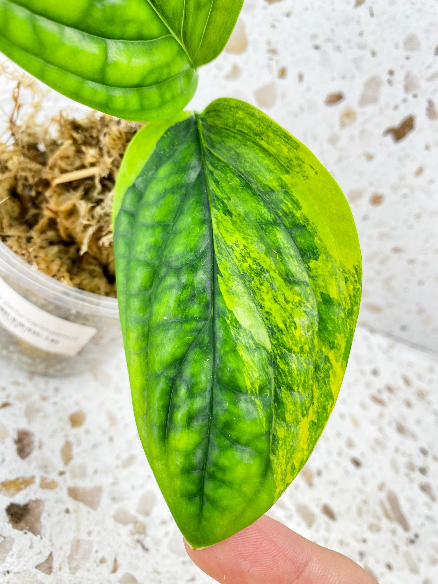 Monstera Peru Variegated 2 leaf top cutting