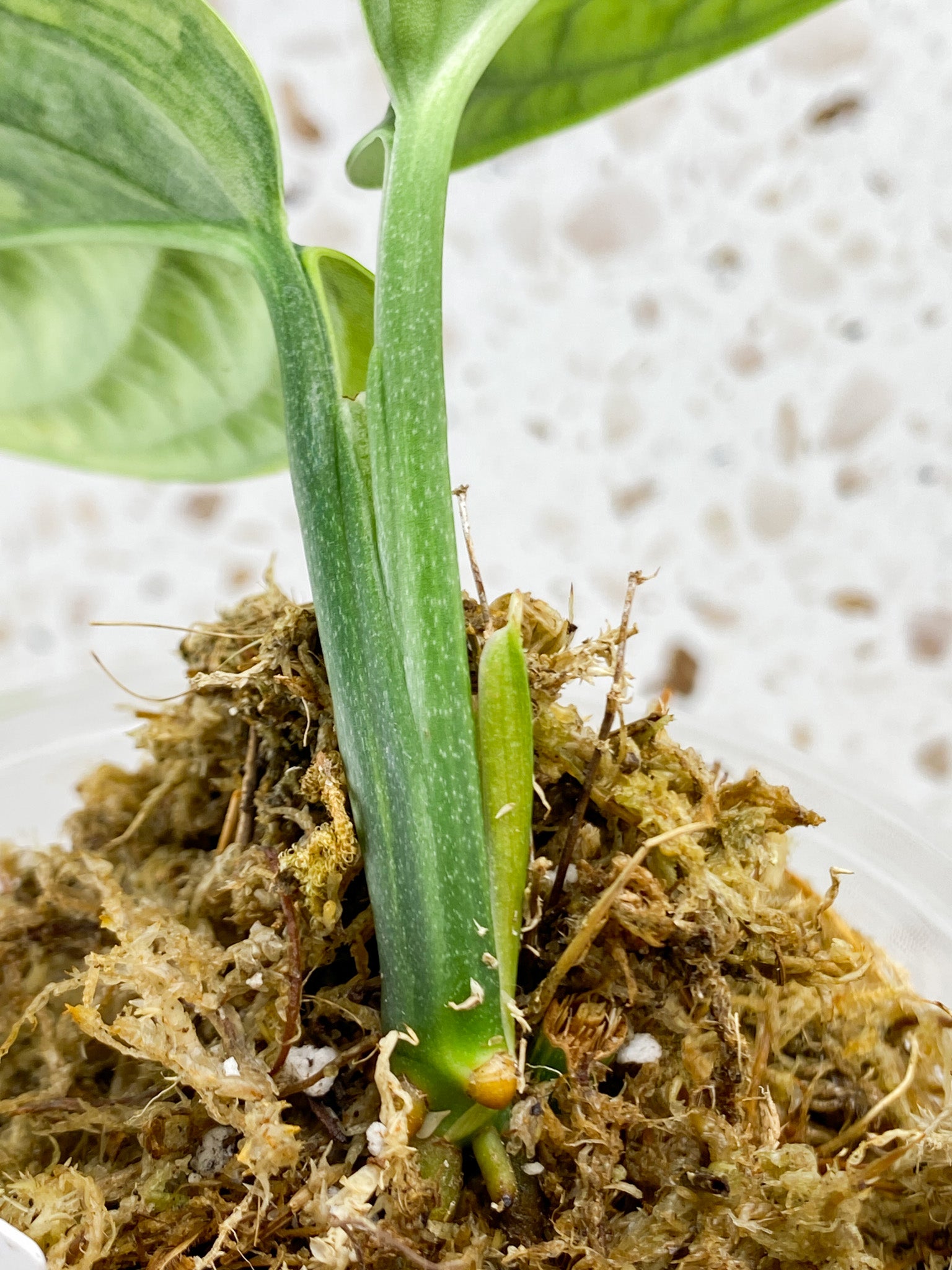 Monstera Peru Variegated 2 leaf top cutting
